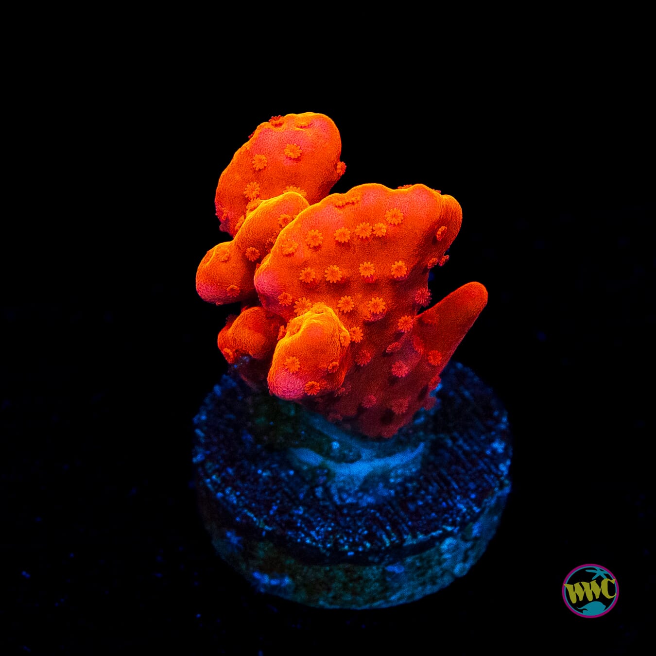 Tyree Orange Setosa Montipora - Actinic Photo