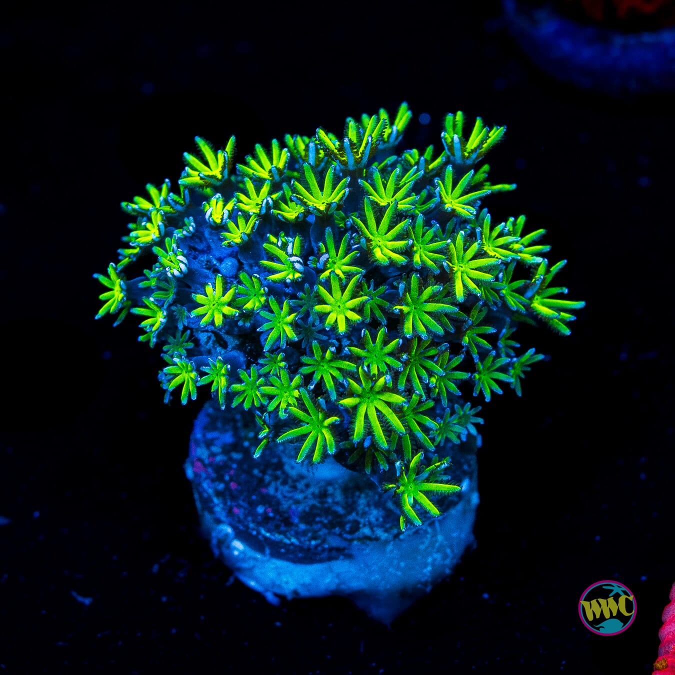 WWC Neon Pipe Organ - Actinic Photo