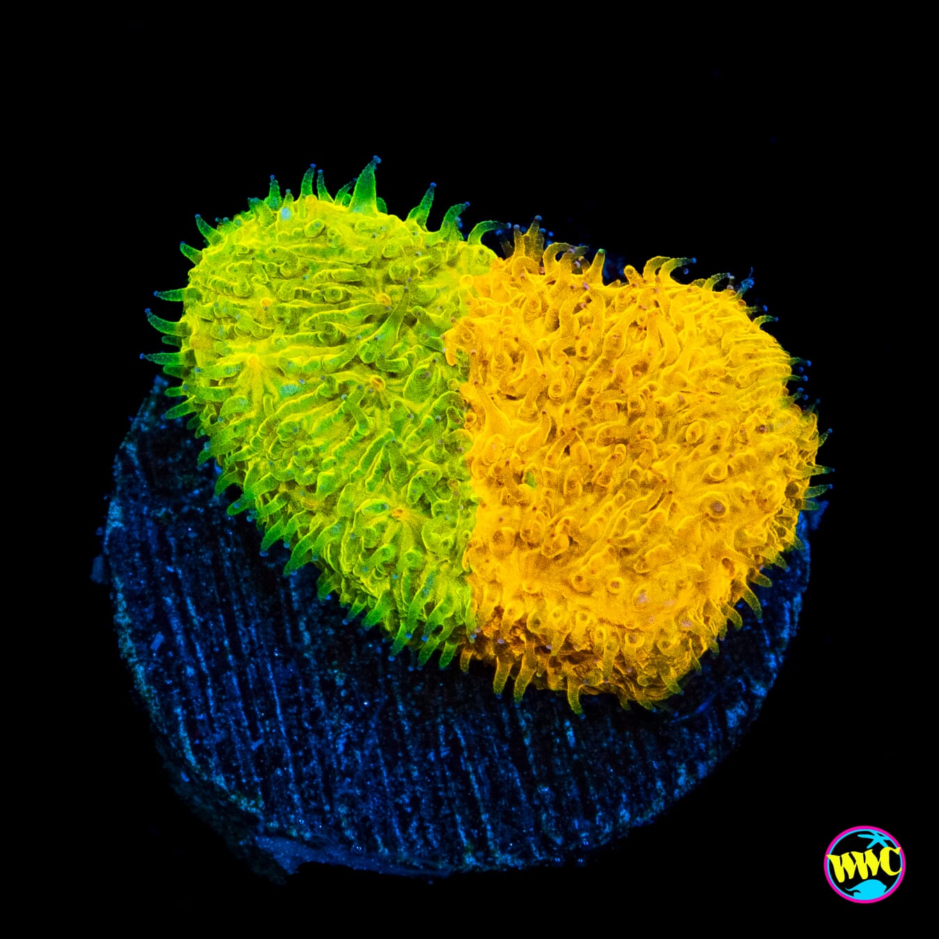 IJ Ecto Cooler Lithophyllon - Actinic Photo