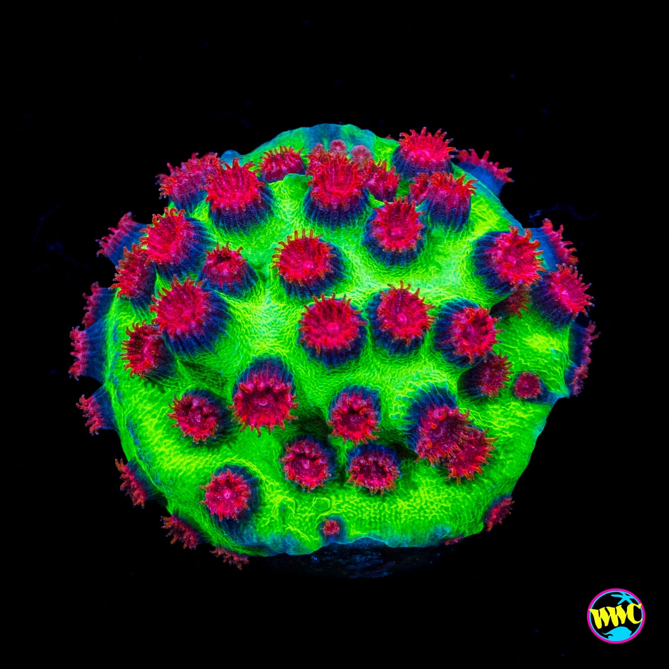 Jason Fox Alien Pox Cyphastrea - Actinic Photo