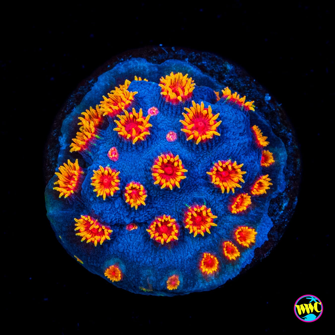 WWC Bizarro Cyphastrea - Actinic Photo