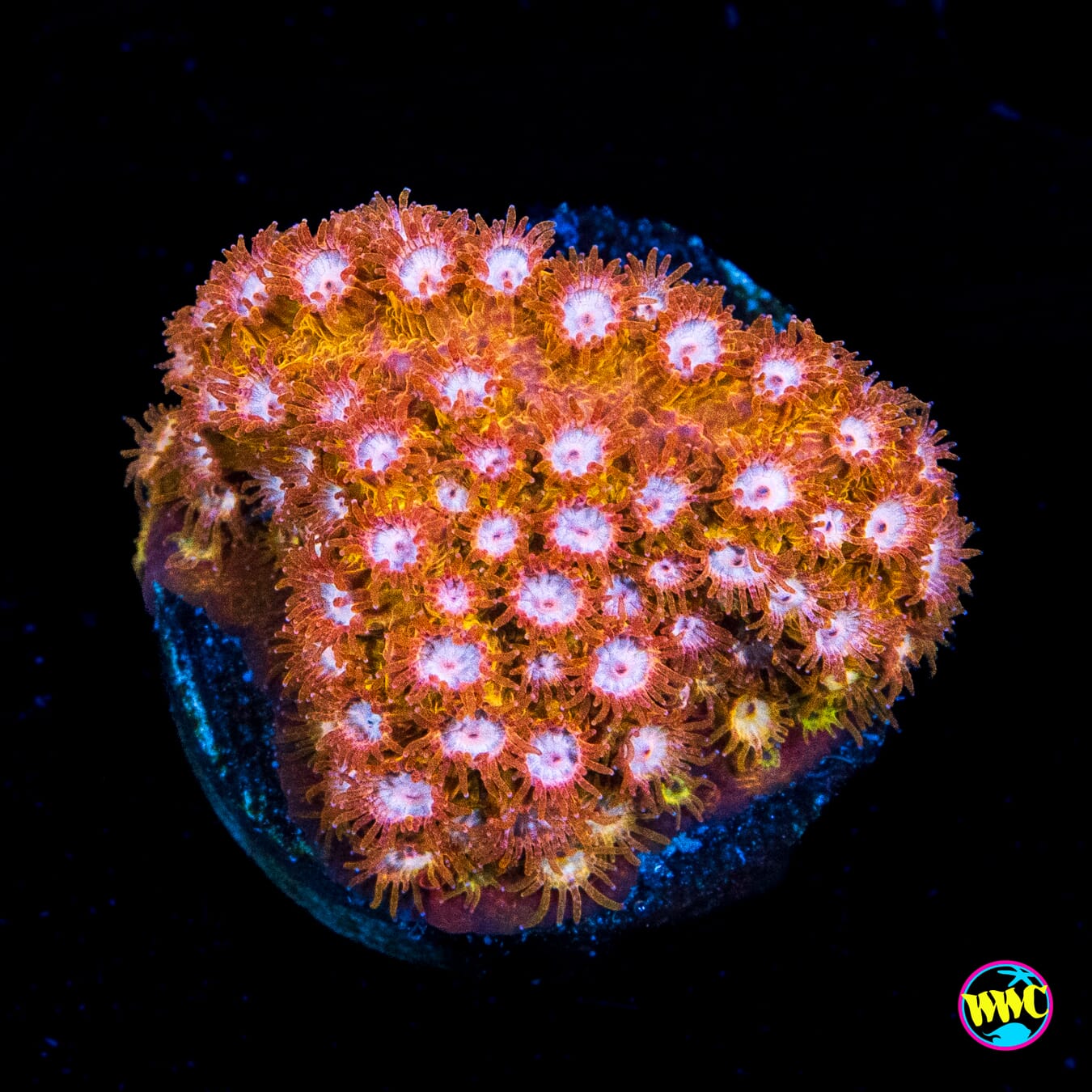 WWC Butterscotch Cyphastrea - Actinic Photo