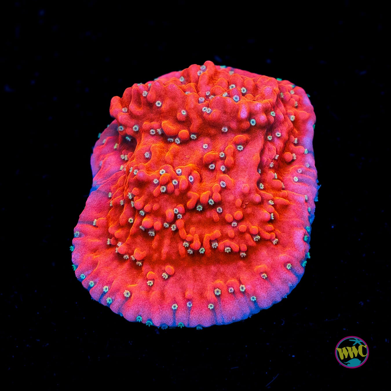 Jason Fox Snow Cap Montipora - Actinic Photo