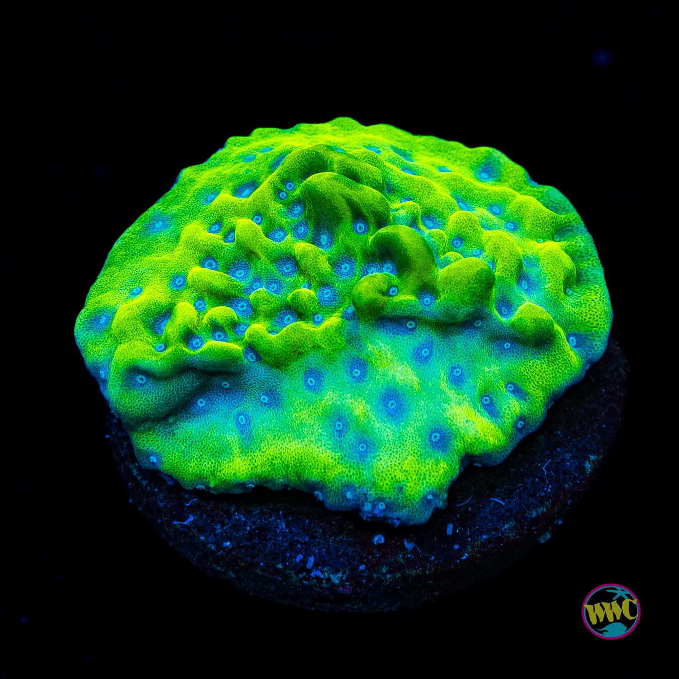 WWC Apple Berry Montipora - Actinic Photo