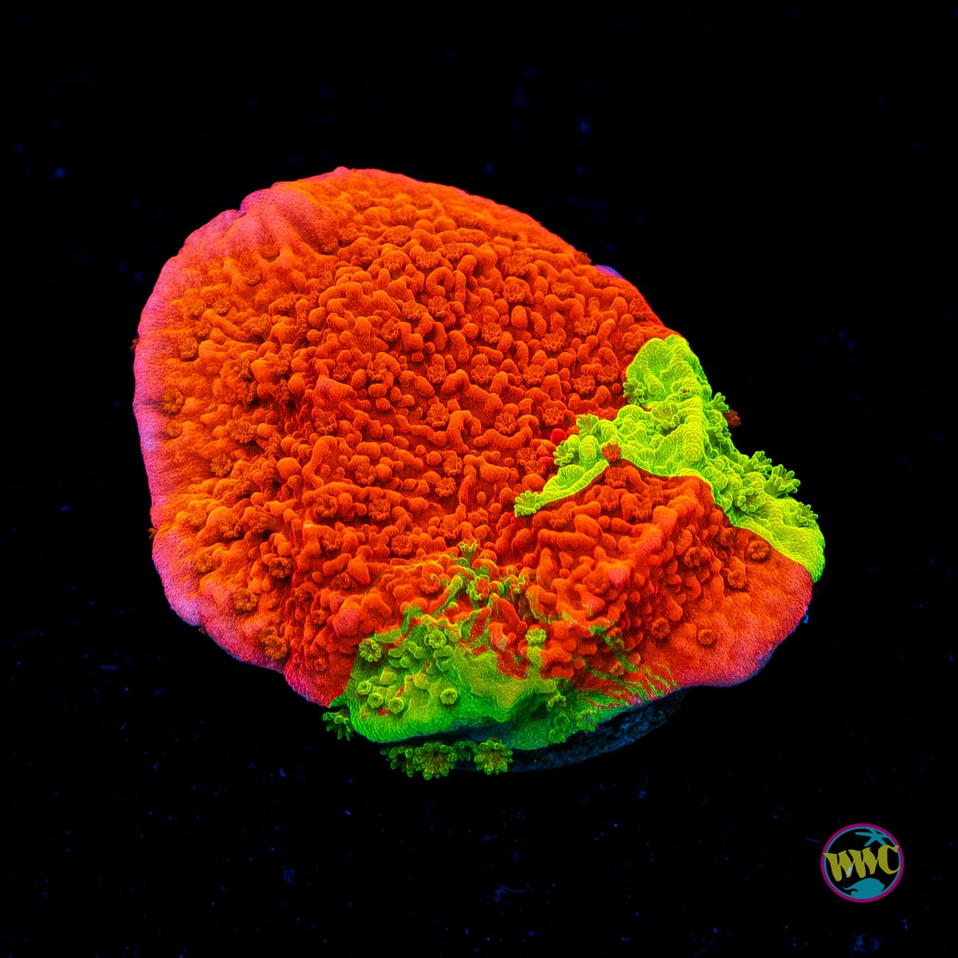 WWC Triple Threat Grafted Cap Montipora - Actinic Photo