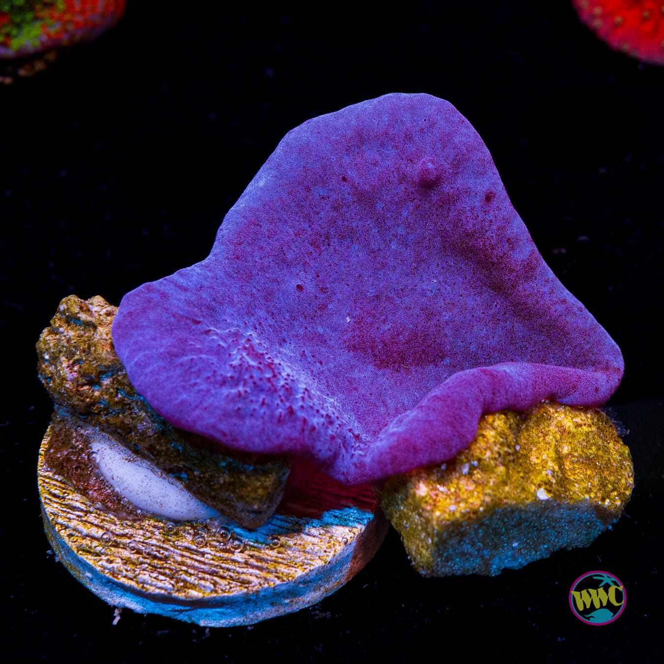 Purple Chalice Sponge - Actinic Photo