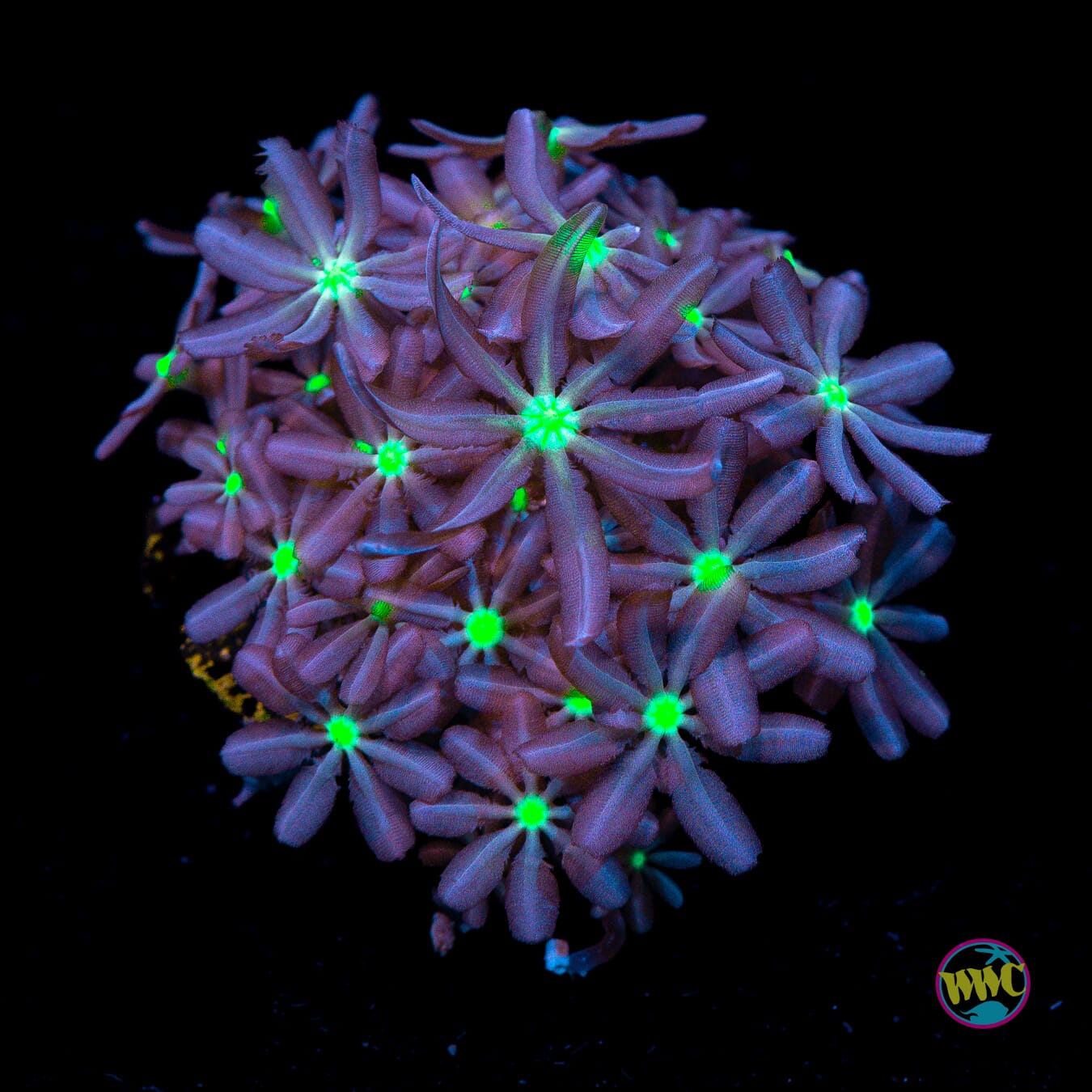 WWC Midnight Daisy Polyps - Actinic Photo