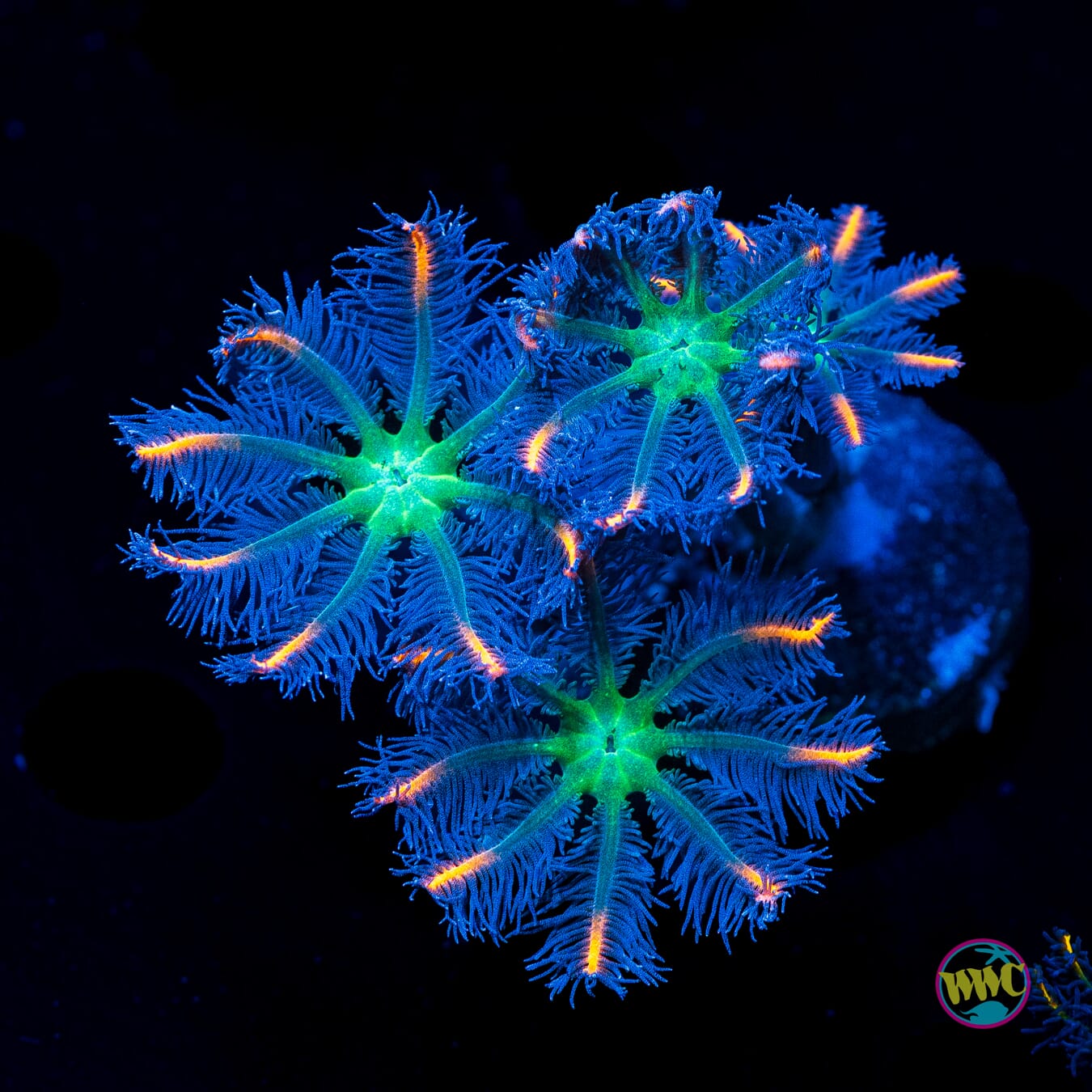 WWC Fireworks Clove Polyps - Actinic Photo