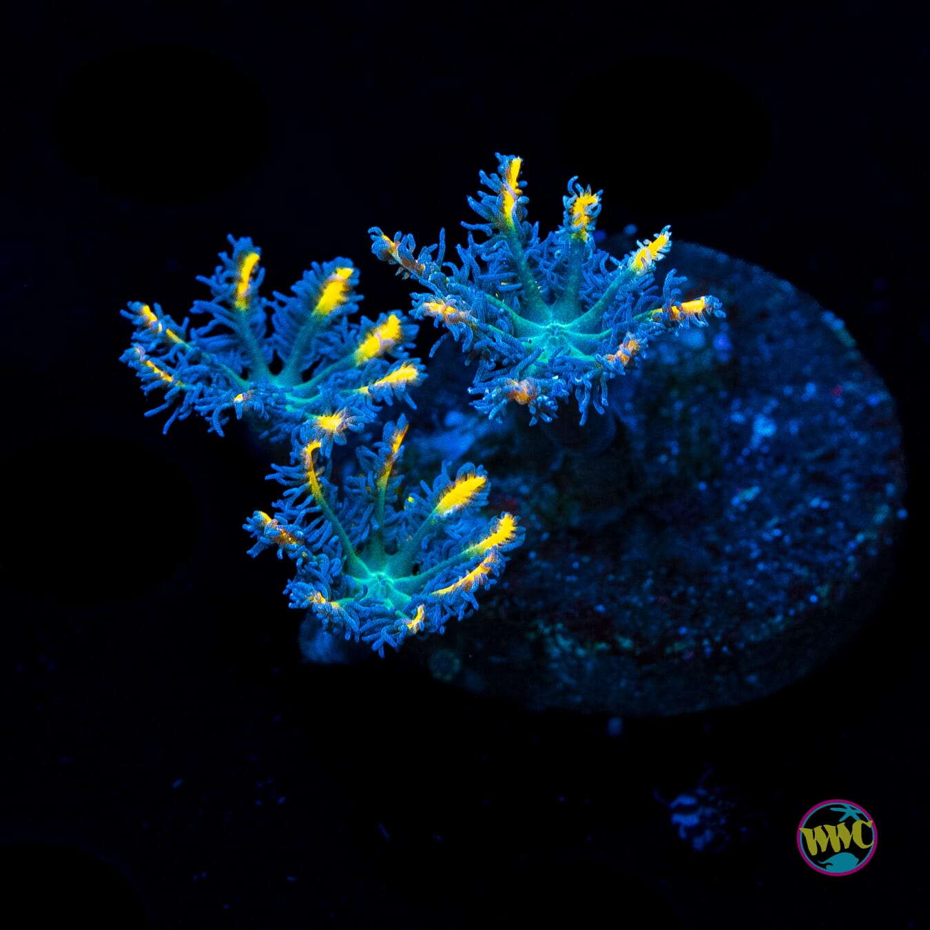 WWC Lemon Tipped Clove Polyps - Actinic Photo