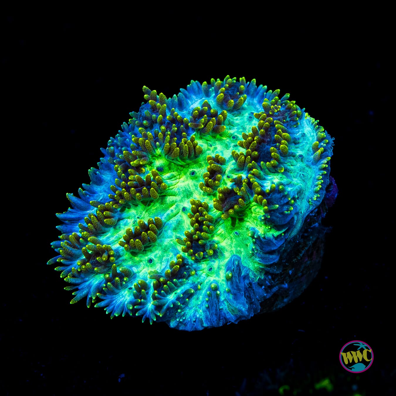 WWC Fuzzy Leprachaun Hydnophora - Actinic Photo