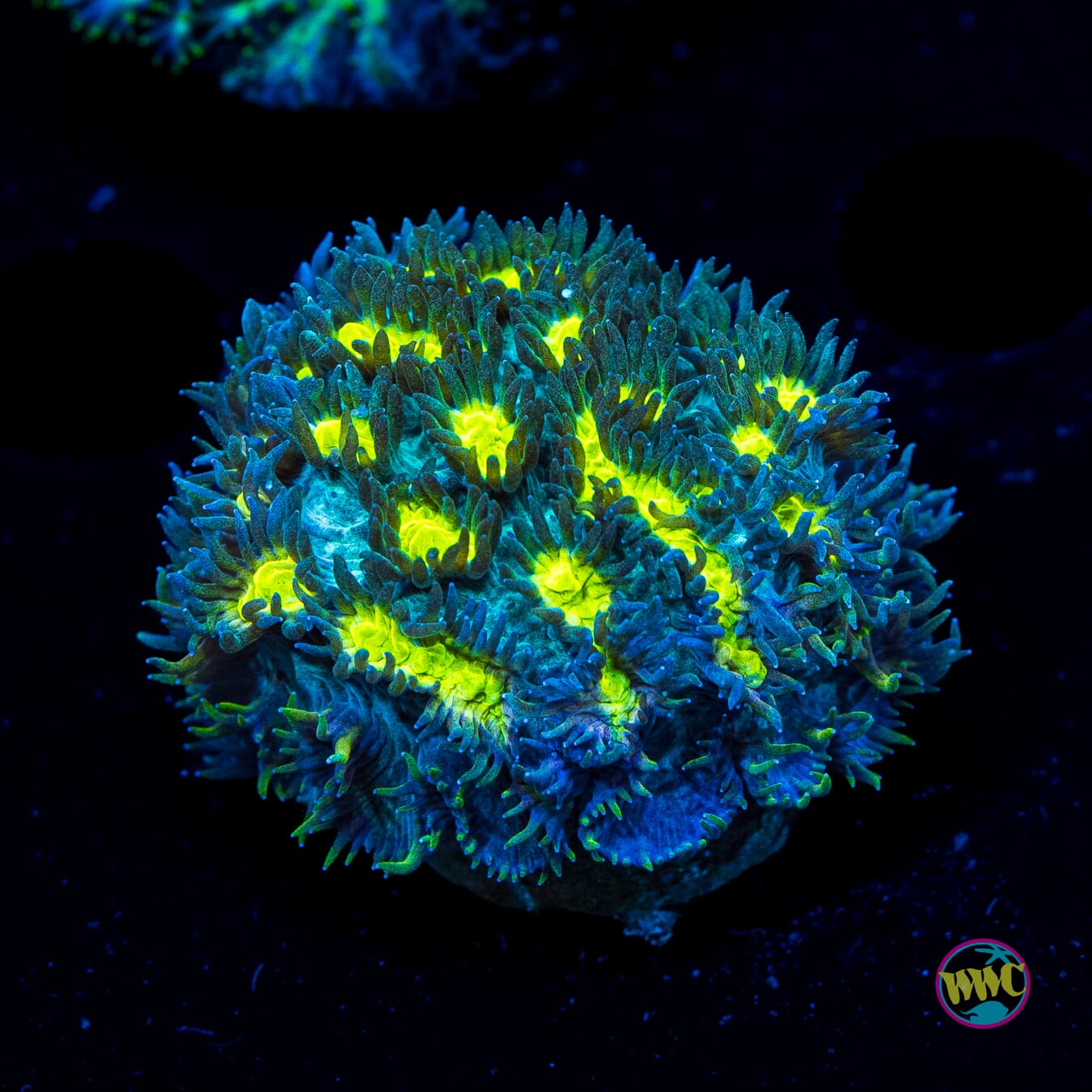 Jason Fox Blueberry Blast Hydnophora - Actinic Photo