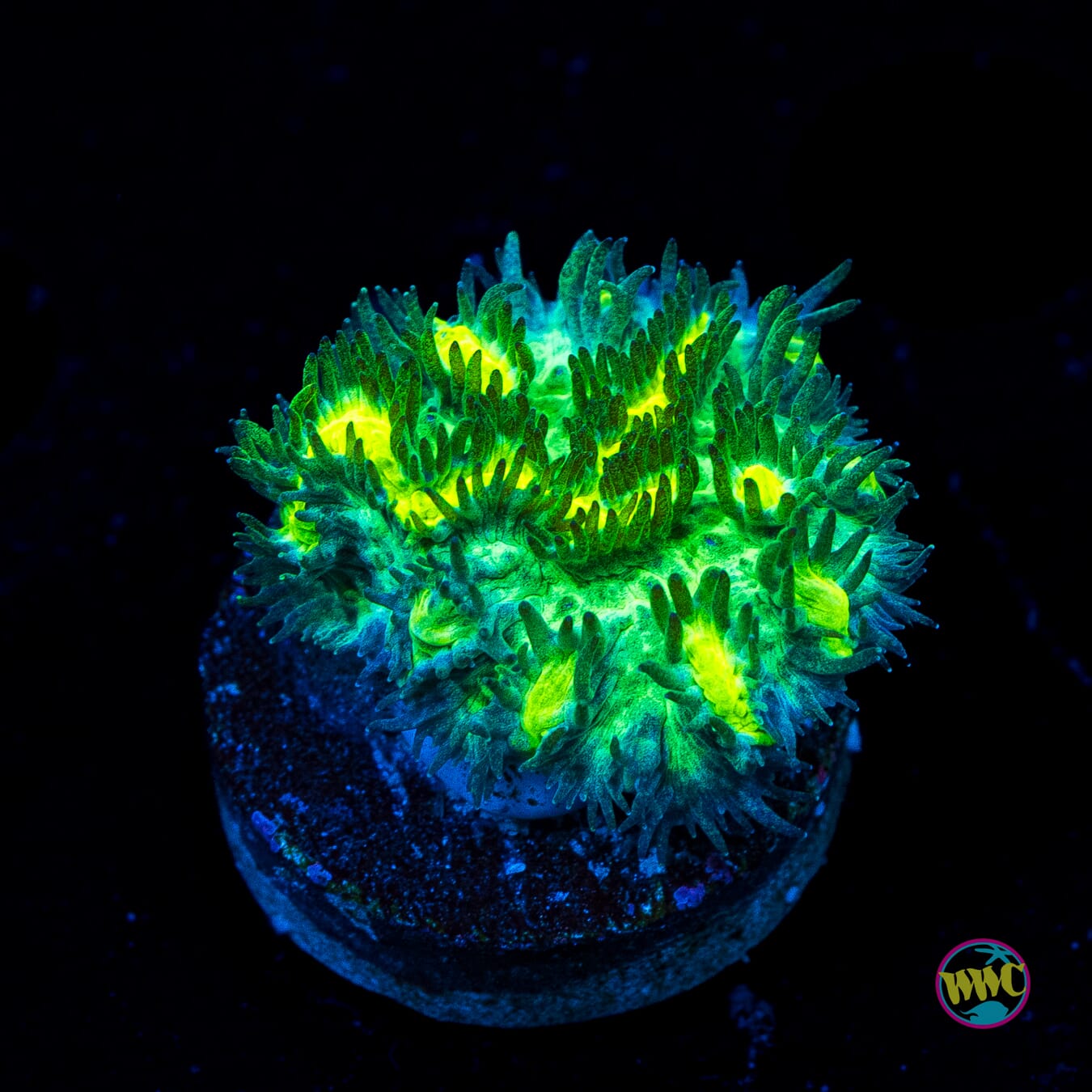 Jason Fox Limelight Hydnophora - Actinic Photo