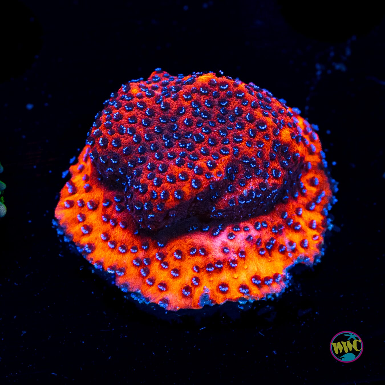 WWC Mystic Sunset Montipora - Actinic Photo