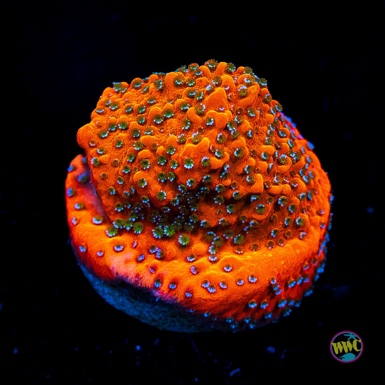 WWC Megachrome Montipora - Actinic Photo