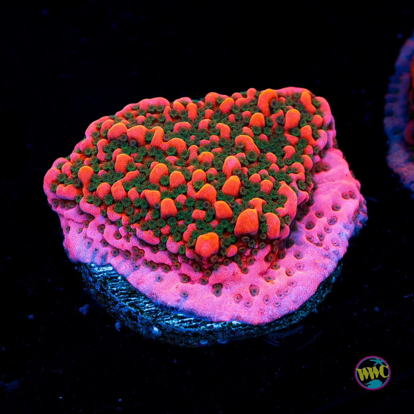 WWC Cherry Tree Montipora - Actinic Photo