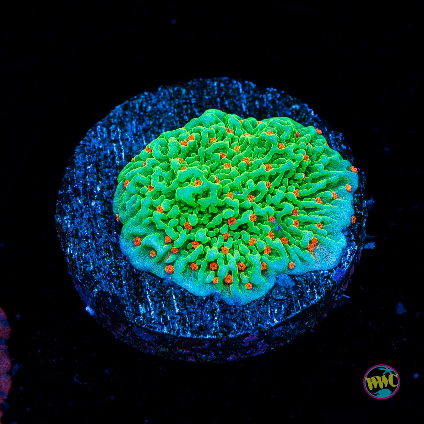 Seasons Greetings Montipora - Actinic Photo