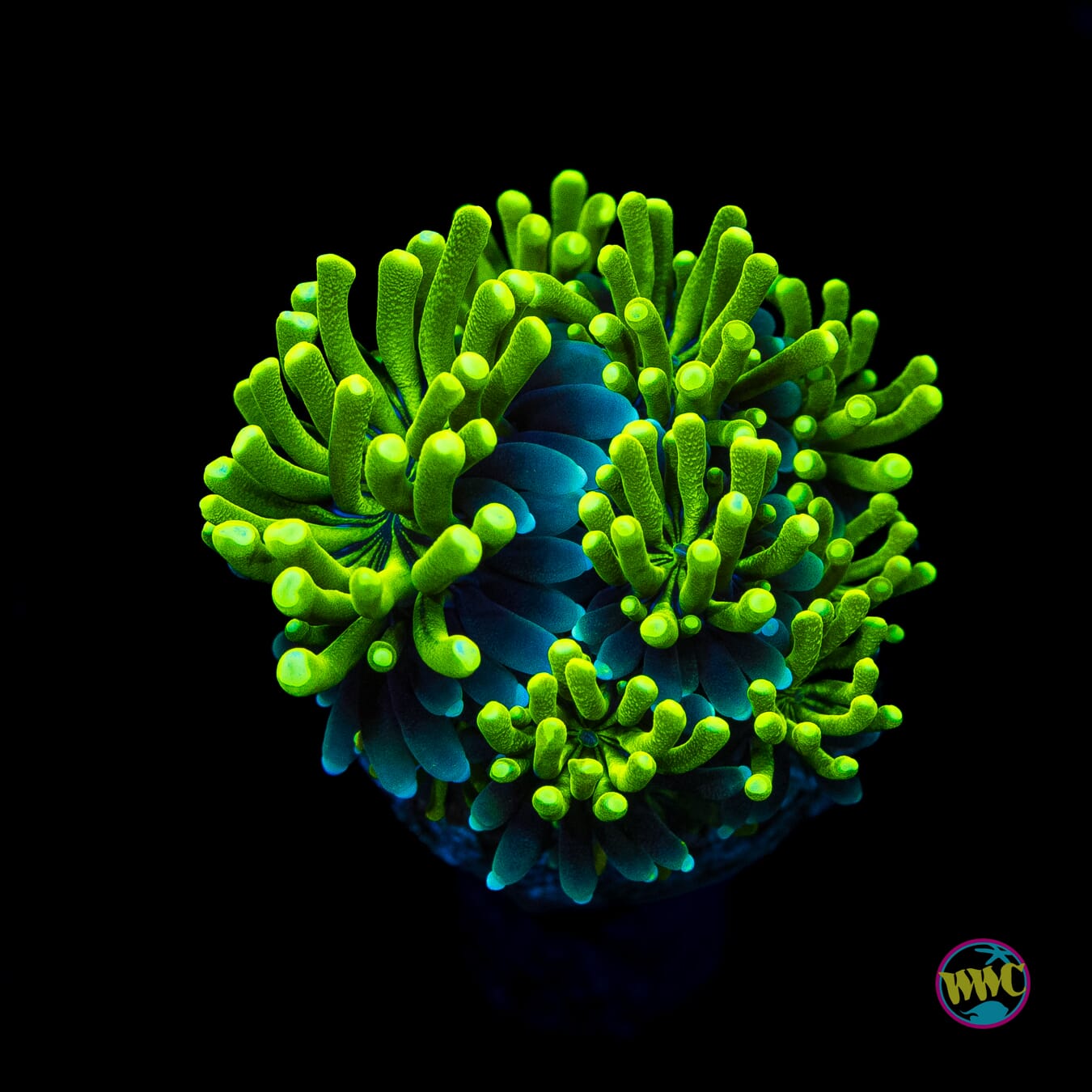 WWC Lemonade Galaxea - Actinic Photo