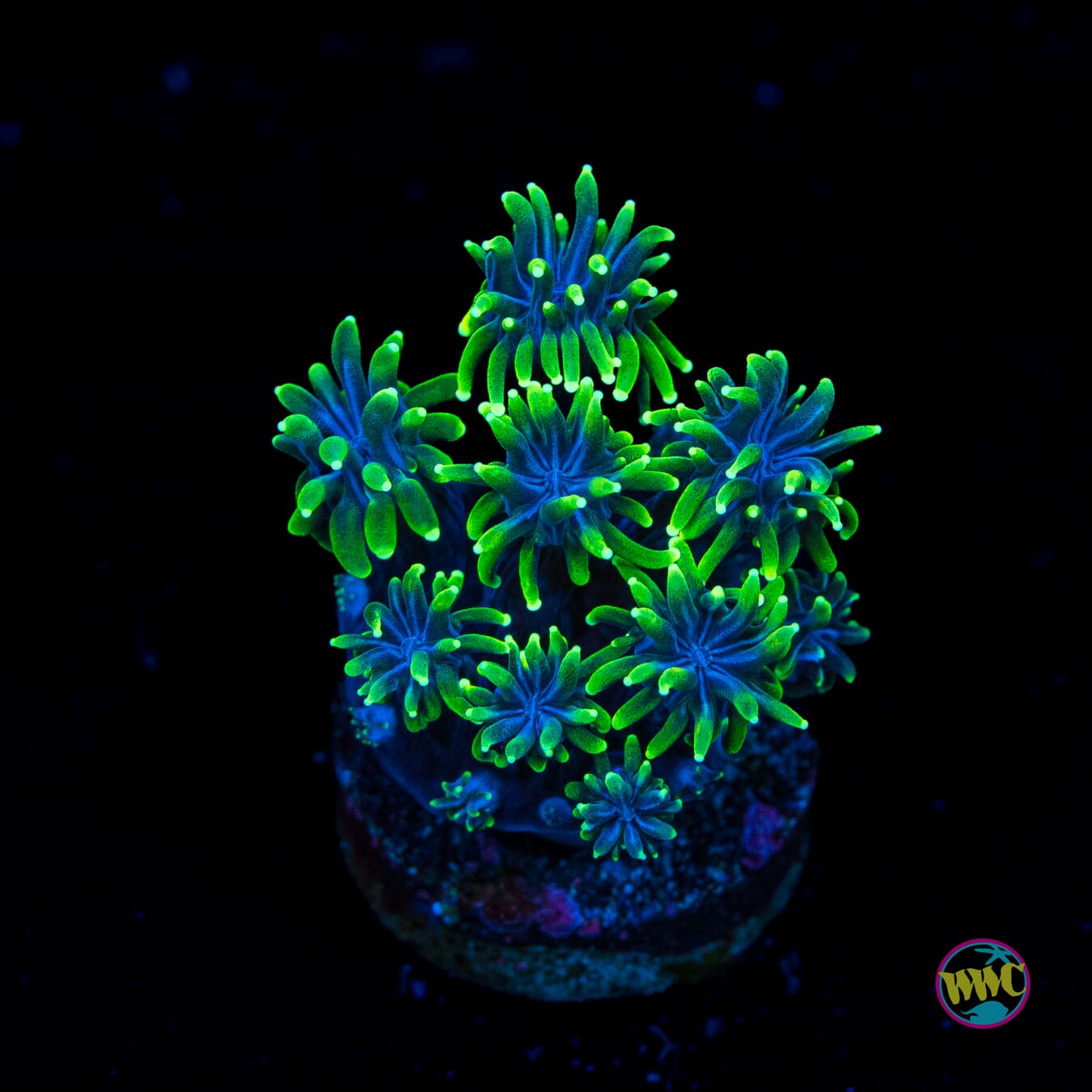 WWC Goblin Galaxea - Actinic Photo
