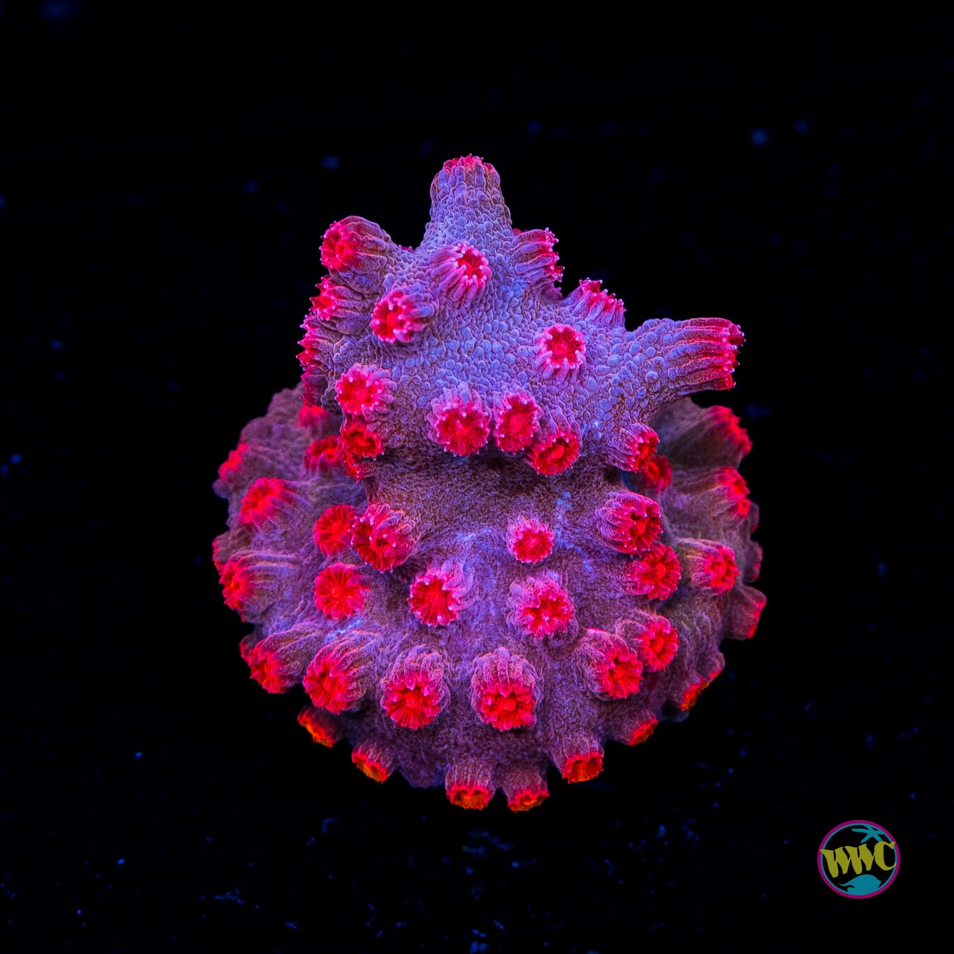 WWC Strawberry Branching Cyphastrea - Actinic Photo