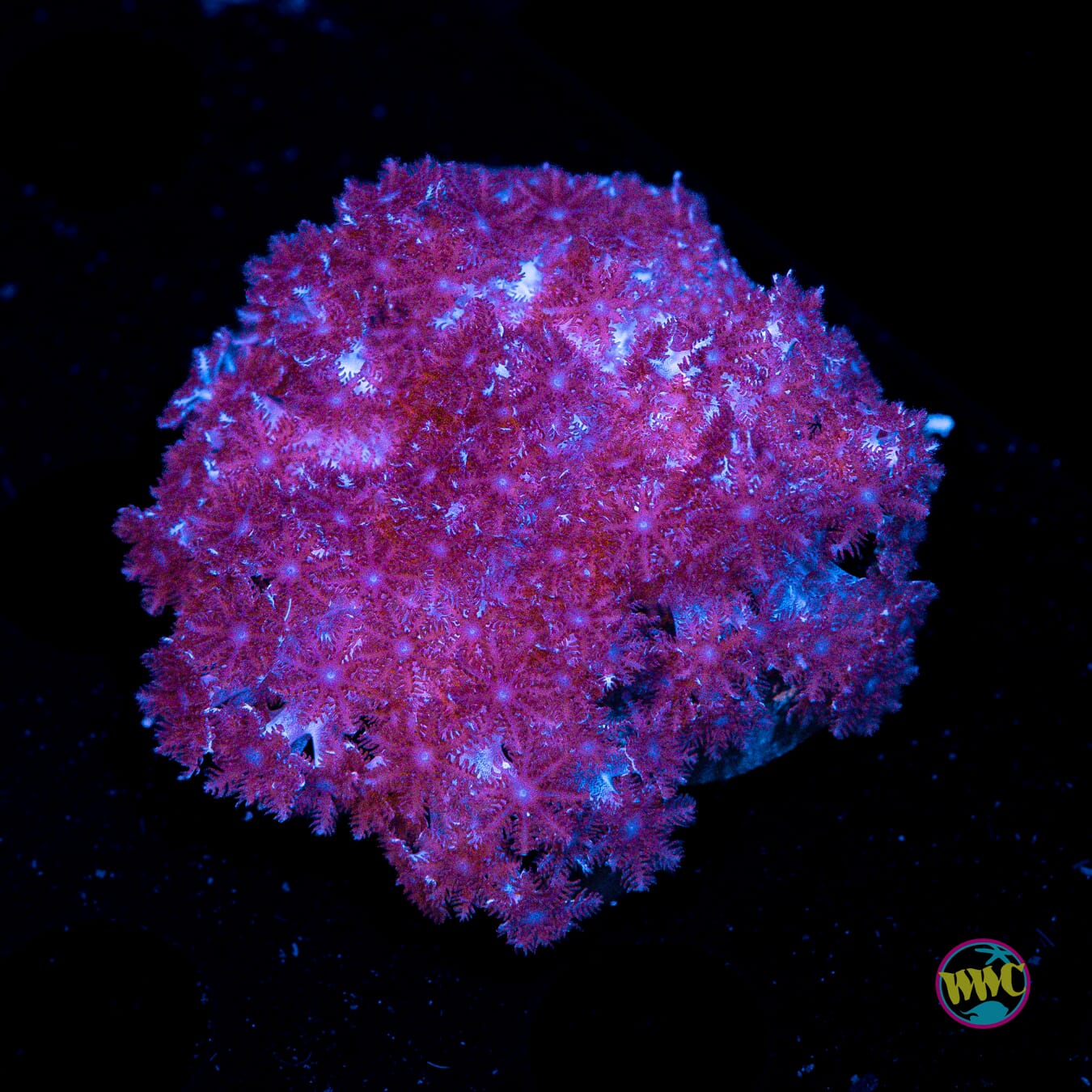 WWC Speckled Leather - Actinic Photo