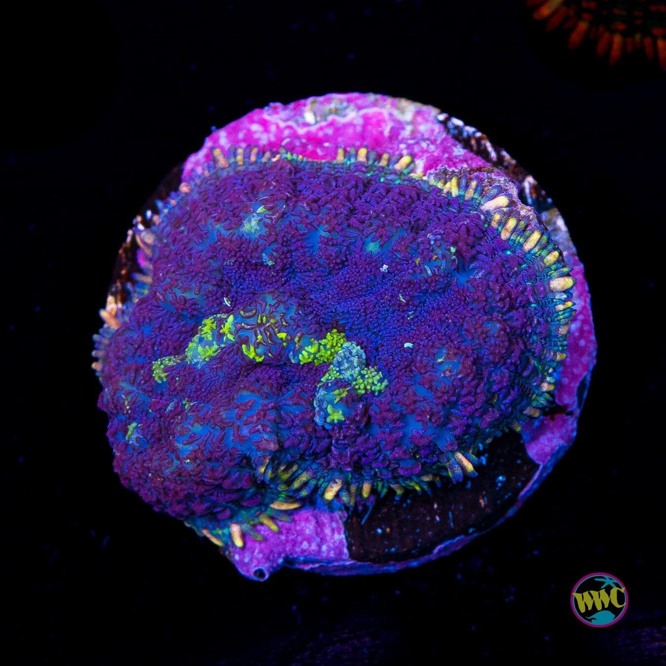 Purple Haze Rhodactis Mushroom - Actinic Photo