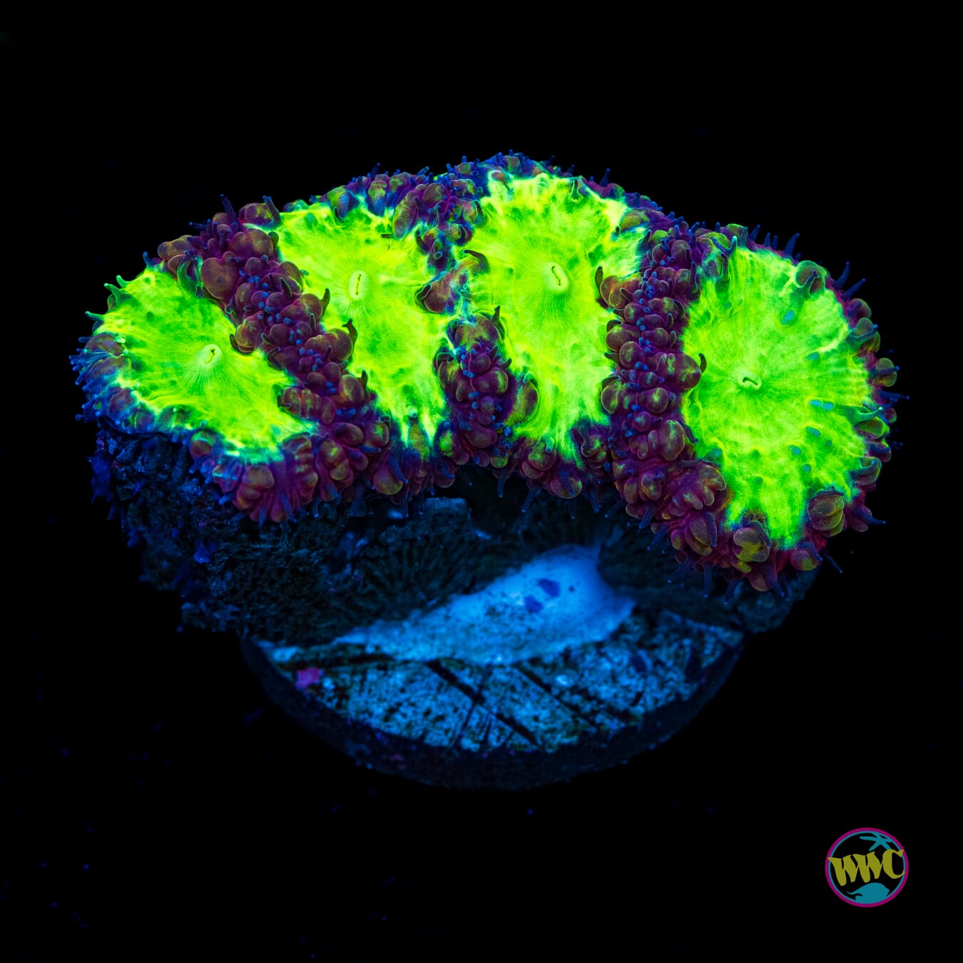 Wild Cherry Blastomussa - Actinic Photo