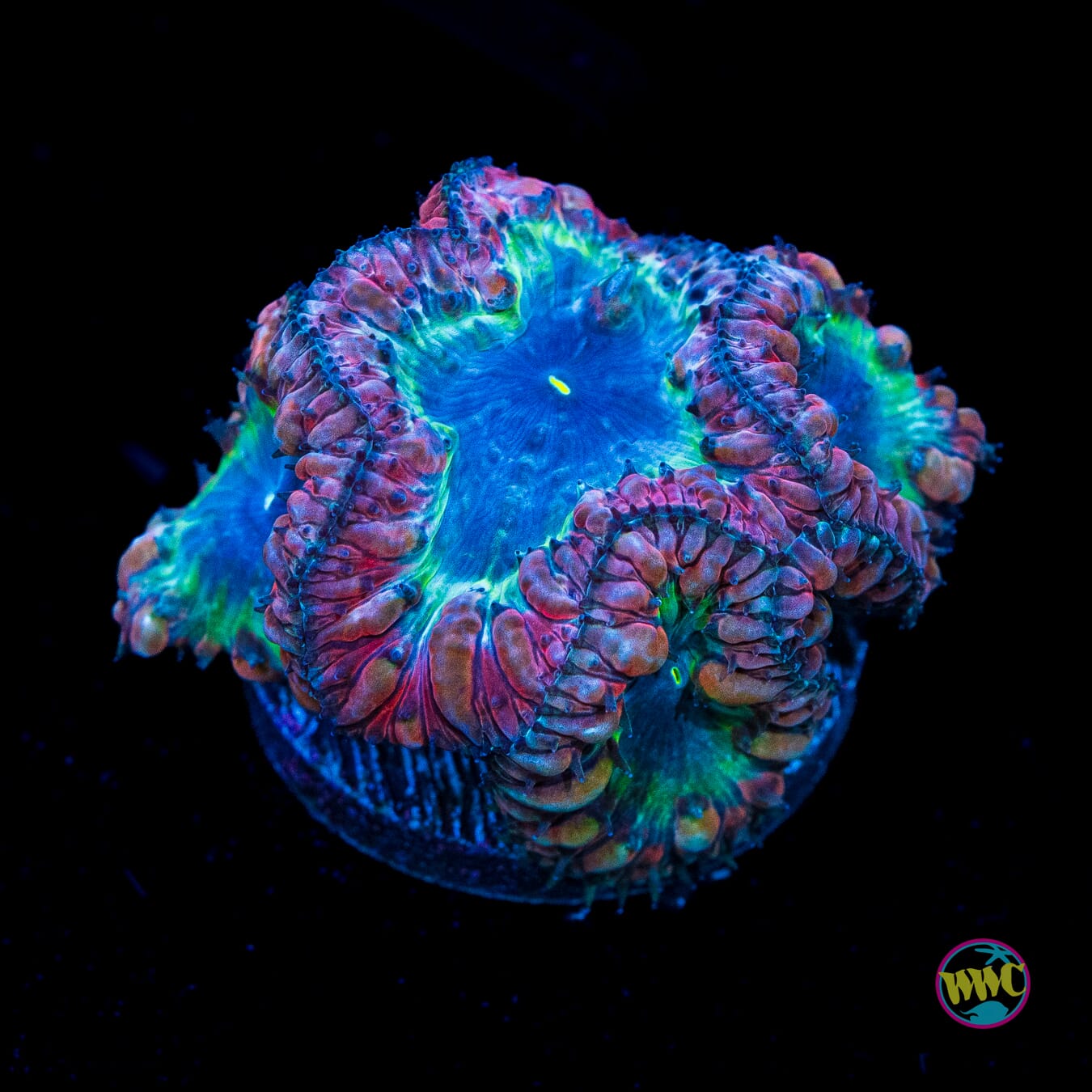 Locked In Blastomussa - Actinic Photo