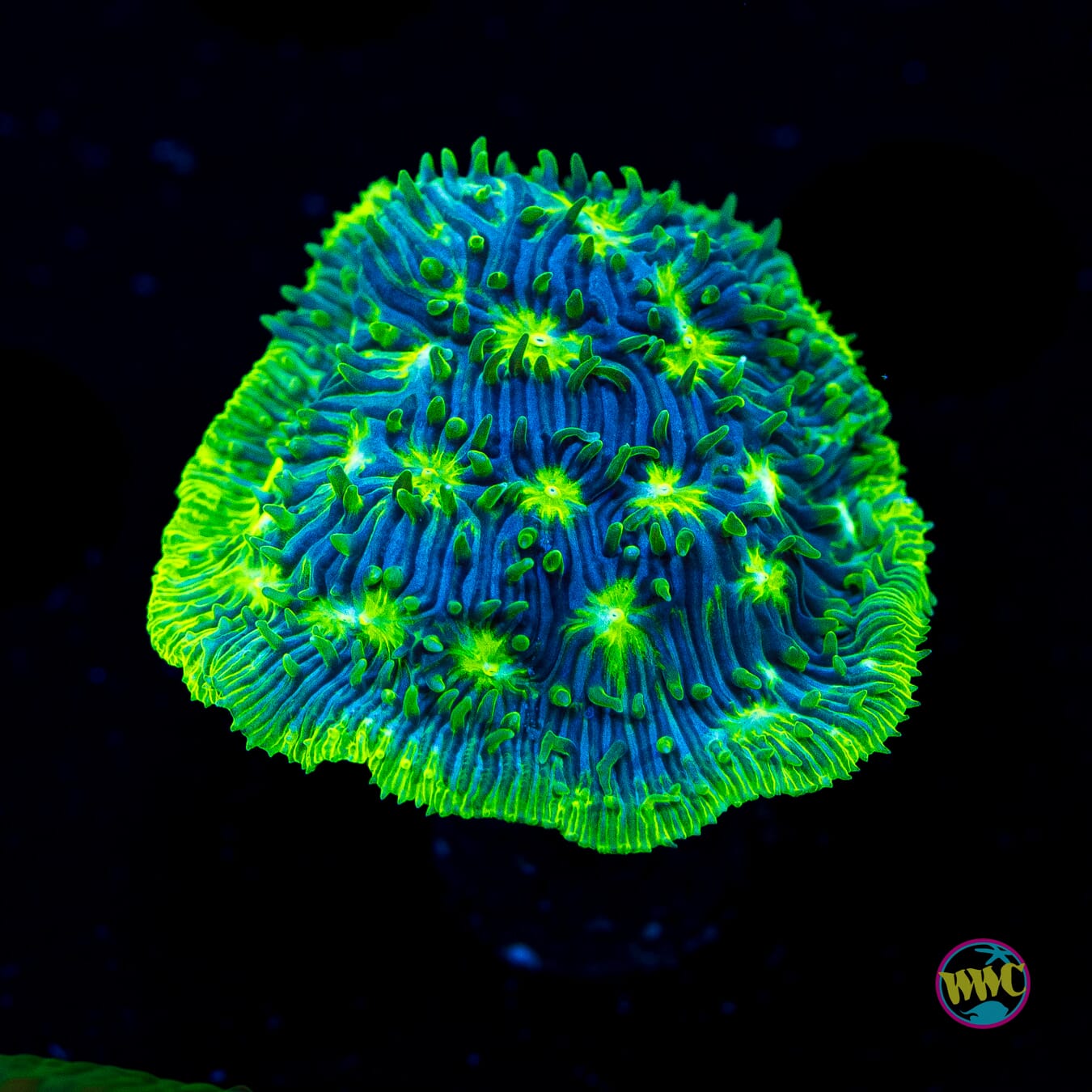 WWC Kiwi Lithophyllon - Actinic Photo