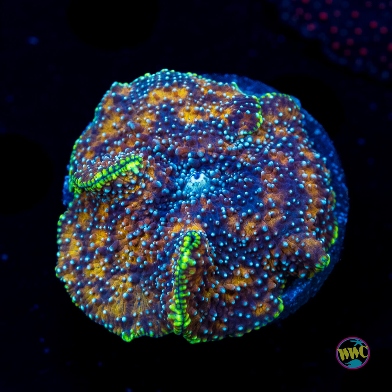 Bronze Iguana Disco Mushroom - Actinic Photo
