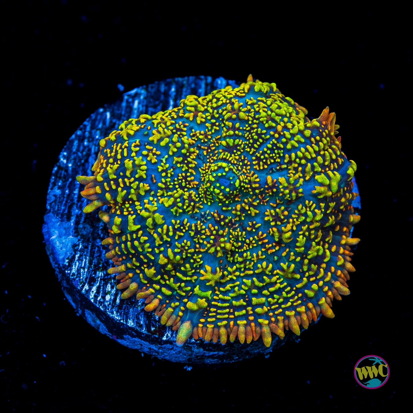 Maui Sunset Rhodactis Mushroom - Actinic Photo