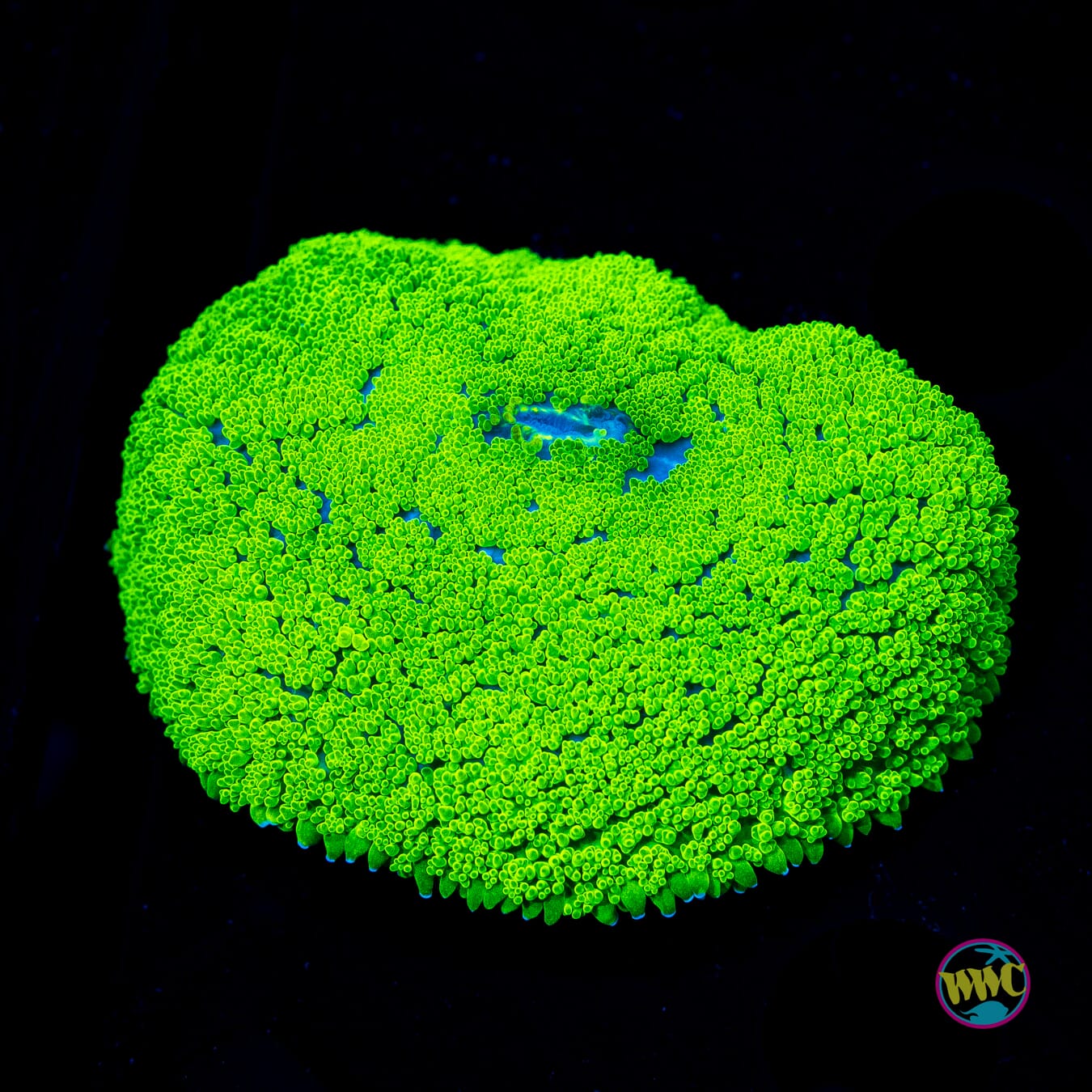 Neon Snake Eater Rhodactis Mushroom - Actinic Photo