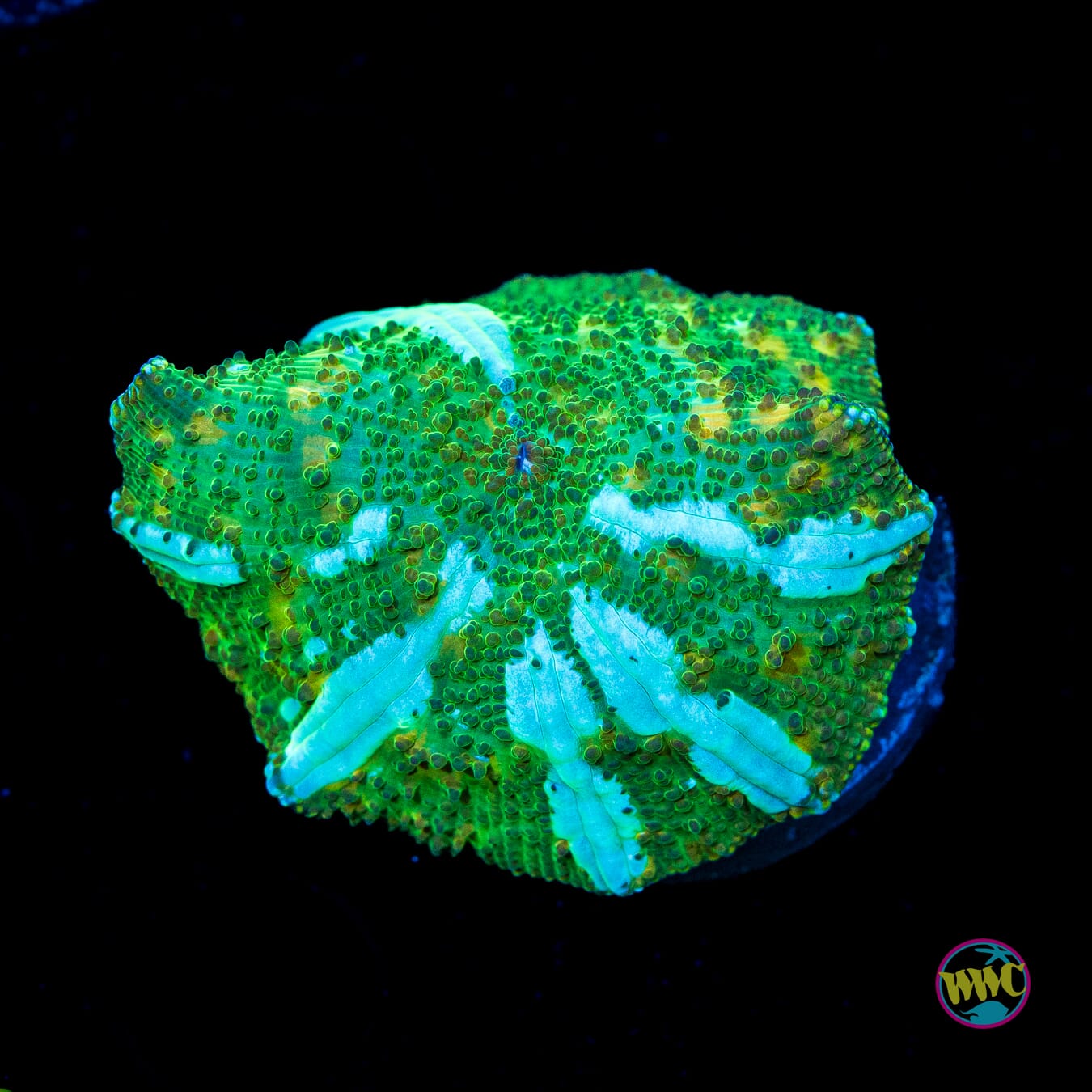 Interstellar Iguana Disco Mushroom - Actinic Photo