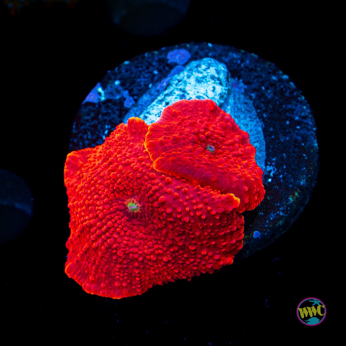 Super Red Hot Disco Mushroom - Actinic Photo