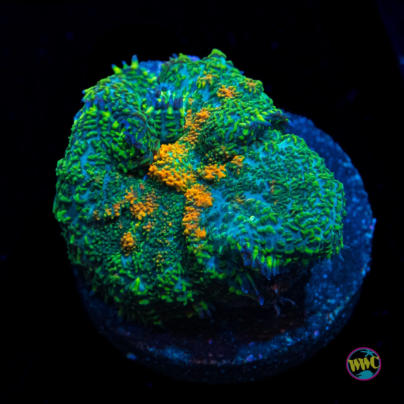 Citrus Grove Rhodactis Mushroom - Actinic Photo