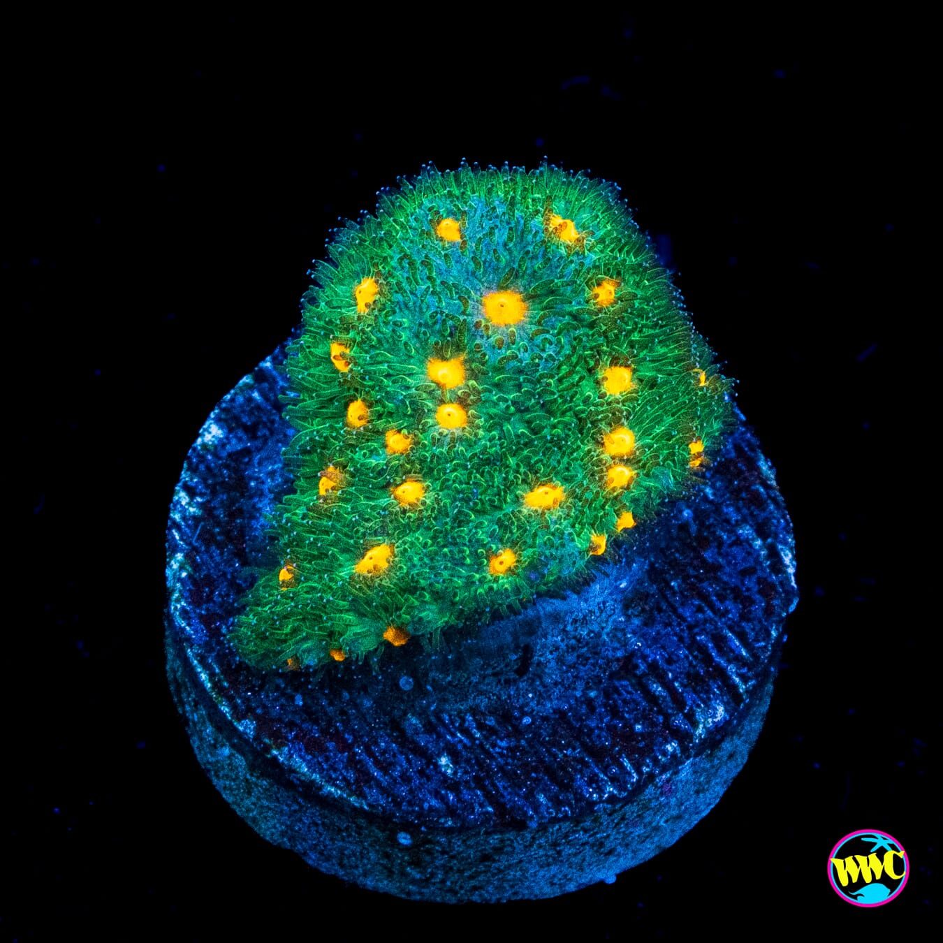 WWC Harvest Moon Psammocora - Actinic Photo