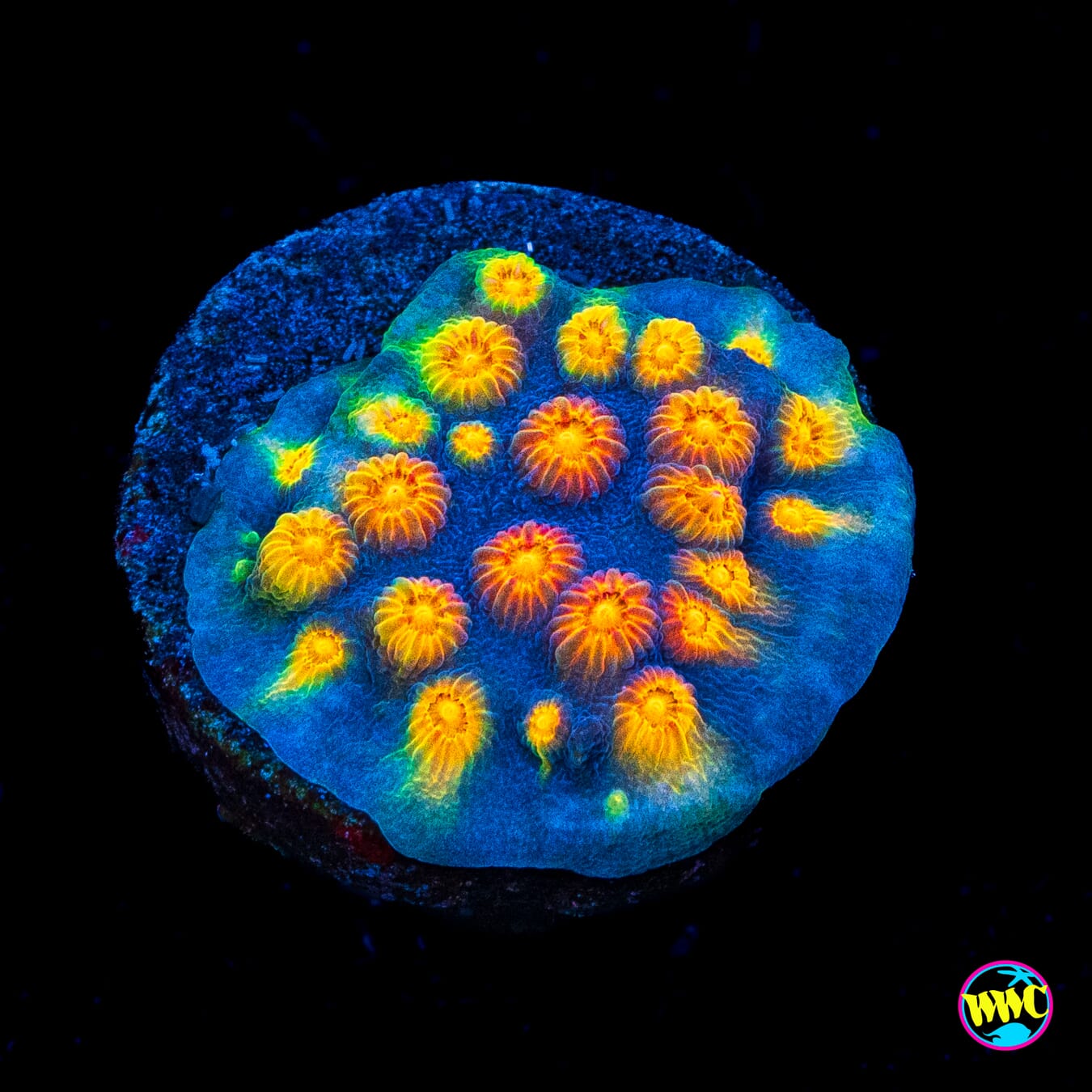 WWC Rainbow Madness Cyphastrea - Actinic Photo