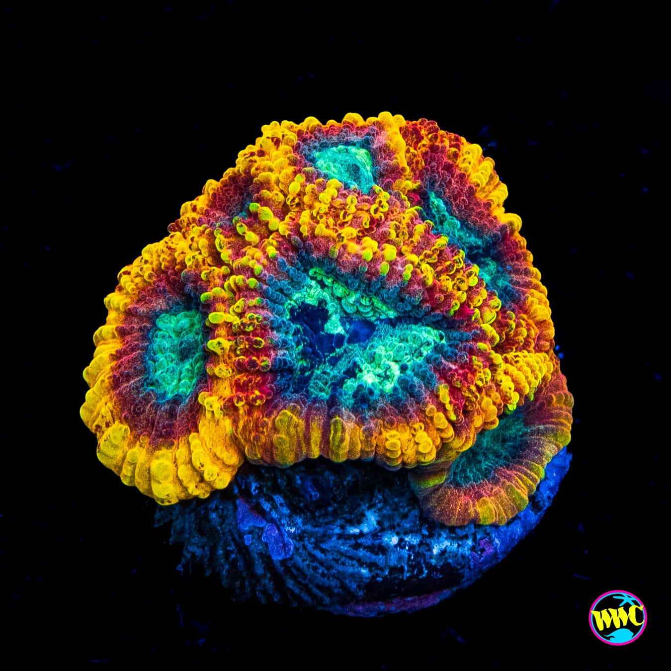 Favia of the Gods - Actinic Photo