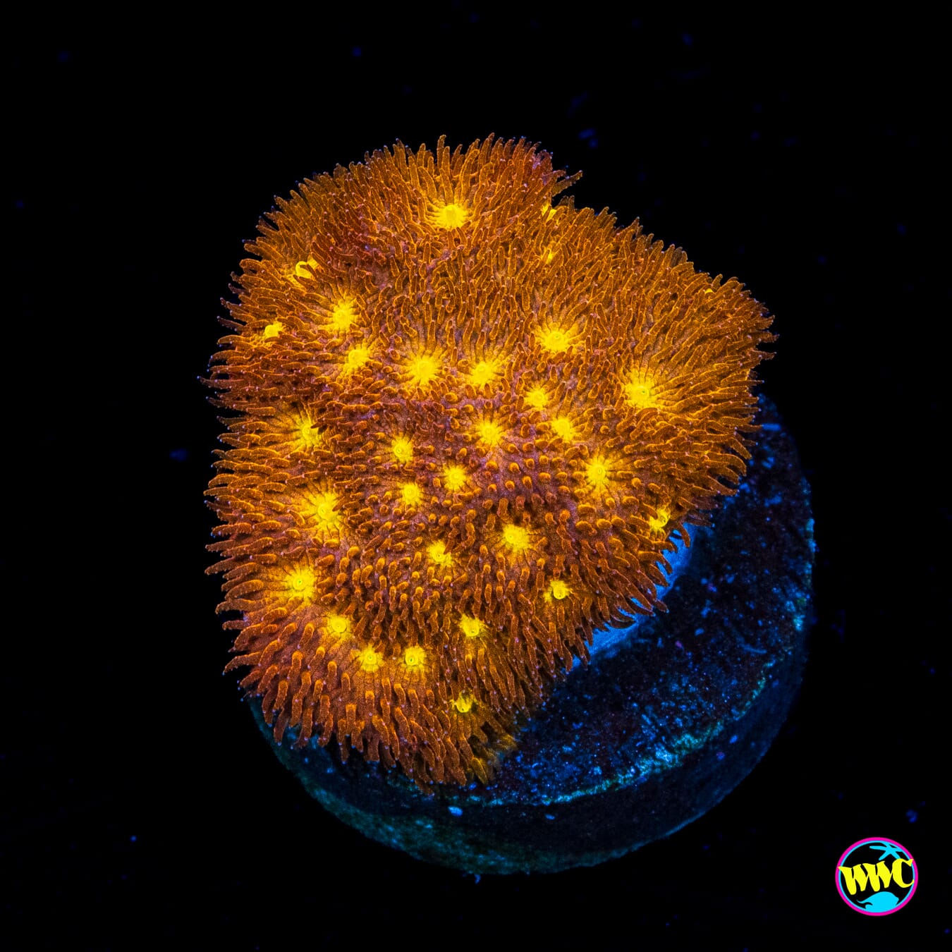 Jason Fox Autumn Harvest Psammocora - Actinic Photo