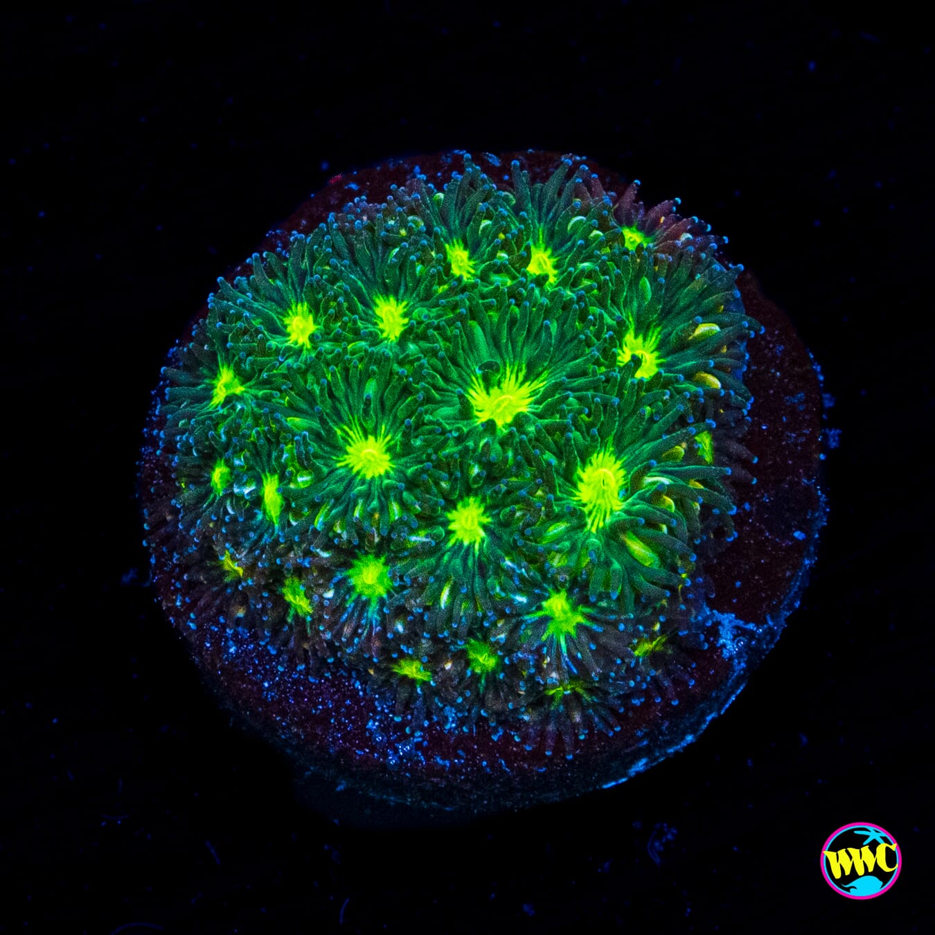 WWC Witches Brew Leptastrea - Actinic Photo