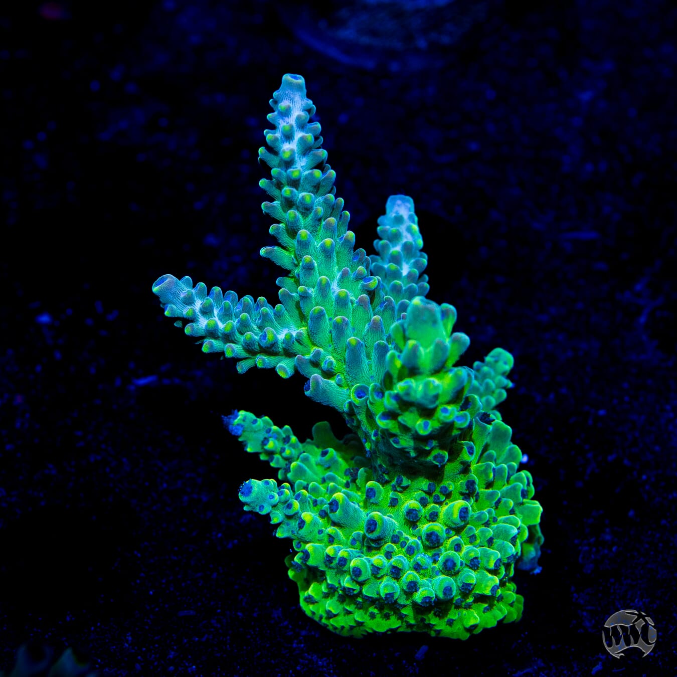 WWC Aussie Weeds Acropora - Daylight Photo