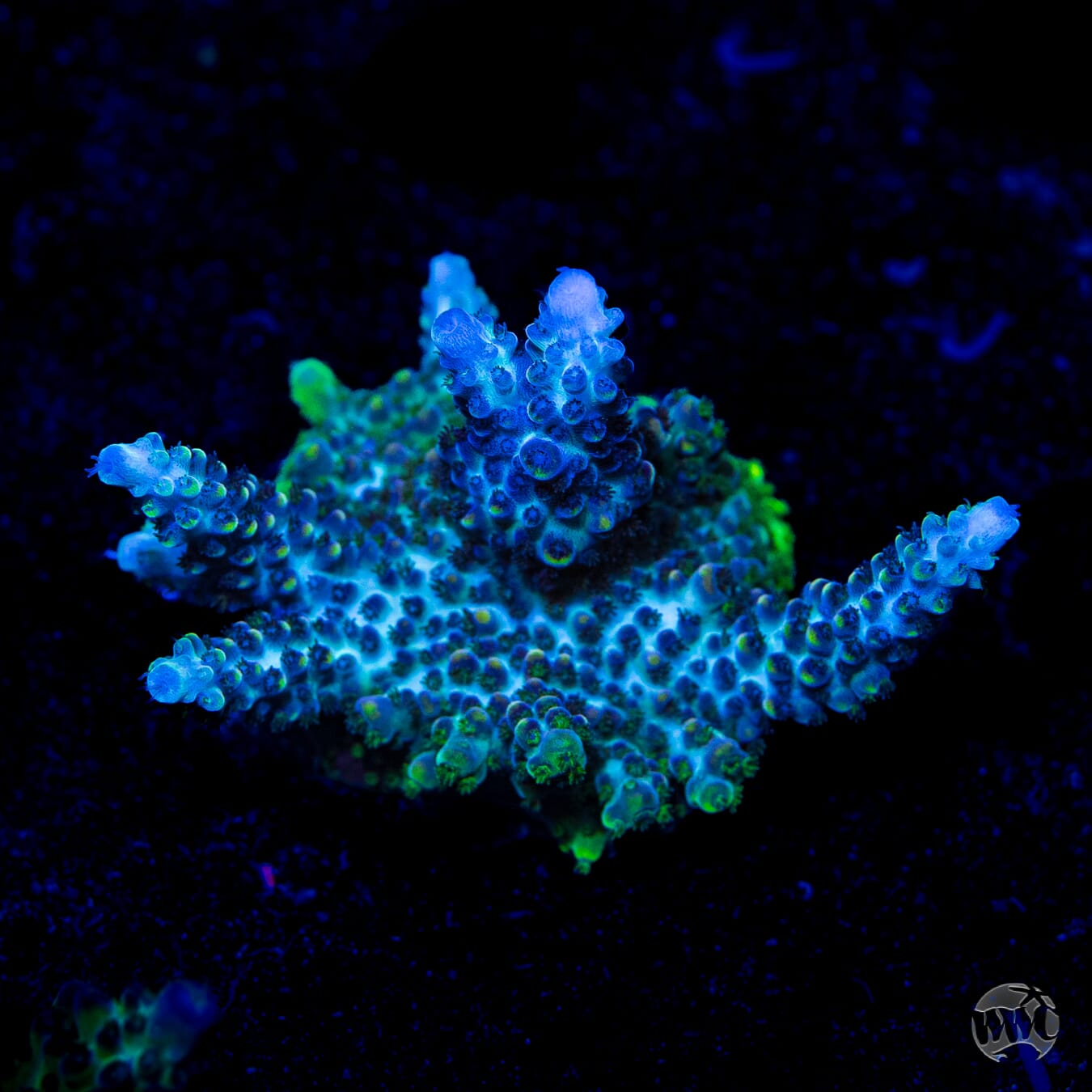 GH Aqua Delight Acropora - Daylight Photo