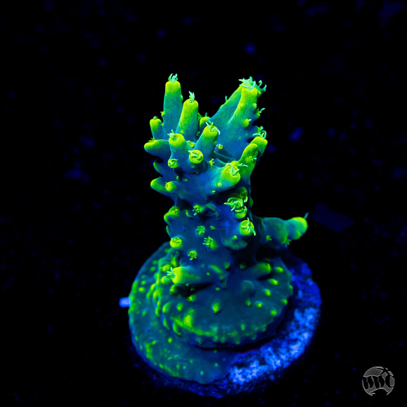 WWC Yodaz Acropora - Daylight Photo