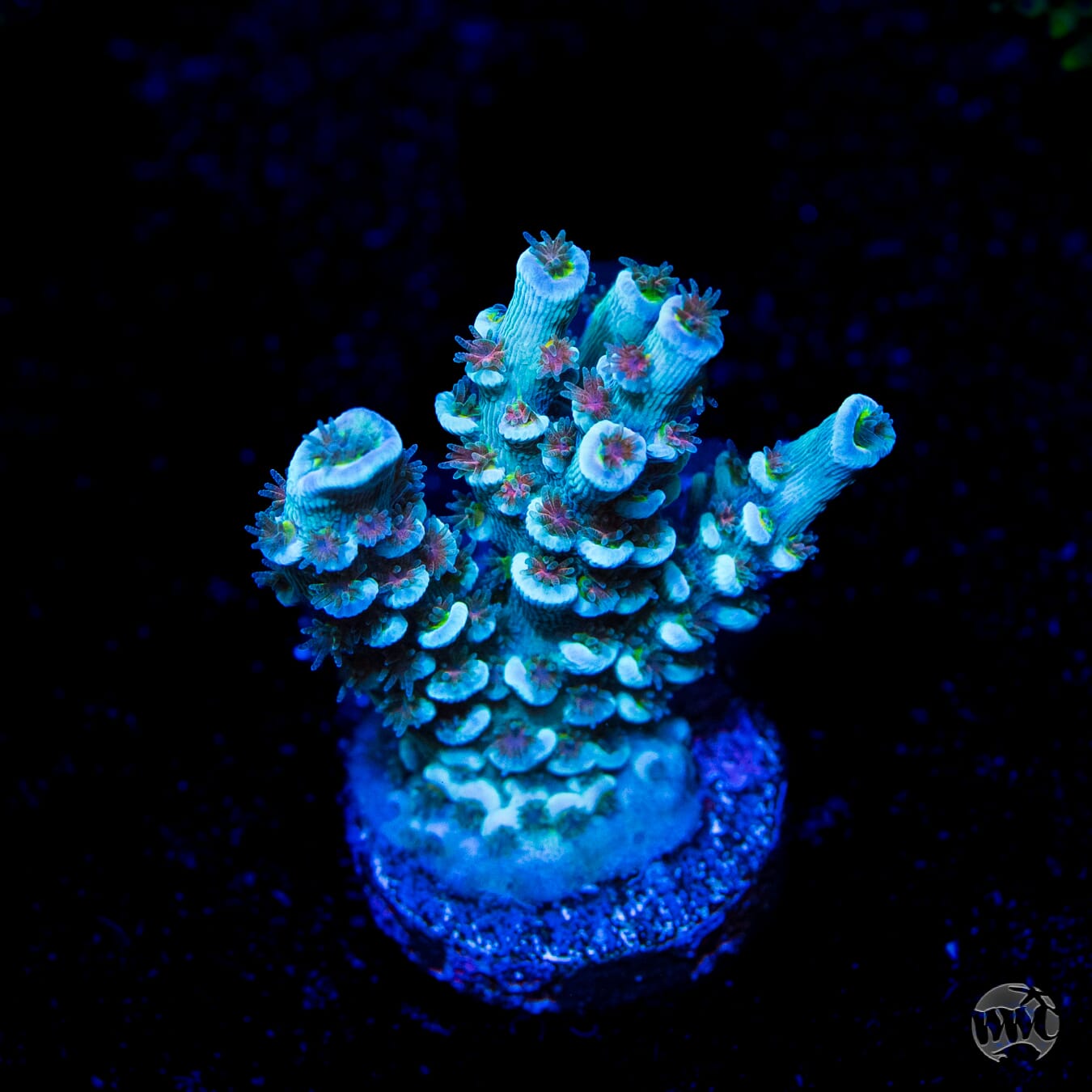 WWC Hair of the Dog Tenuis Acropora - Daylight Photo