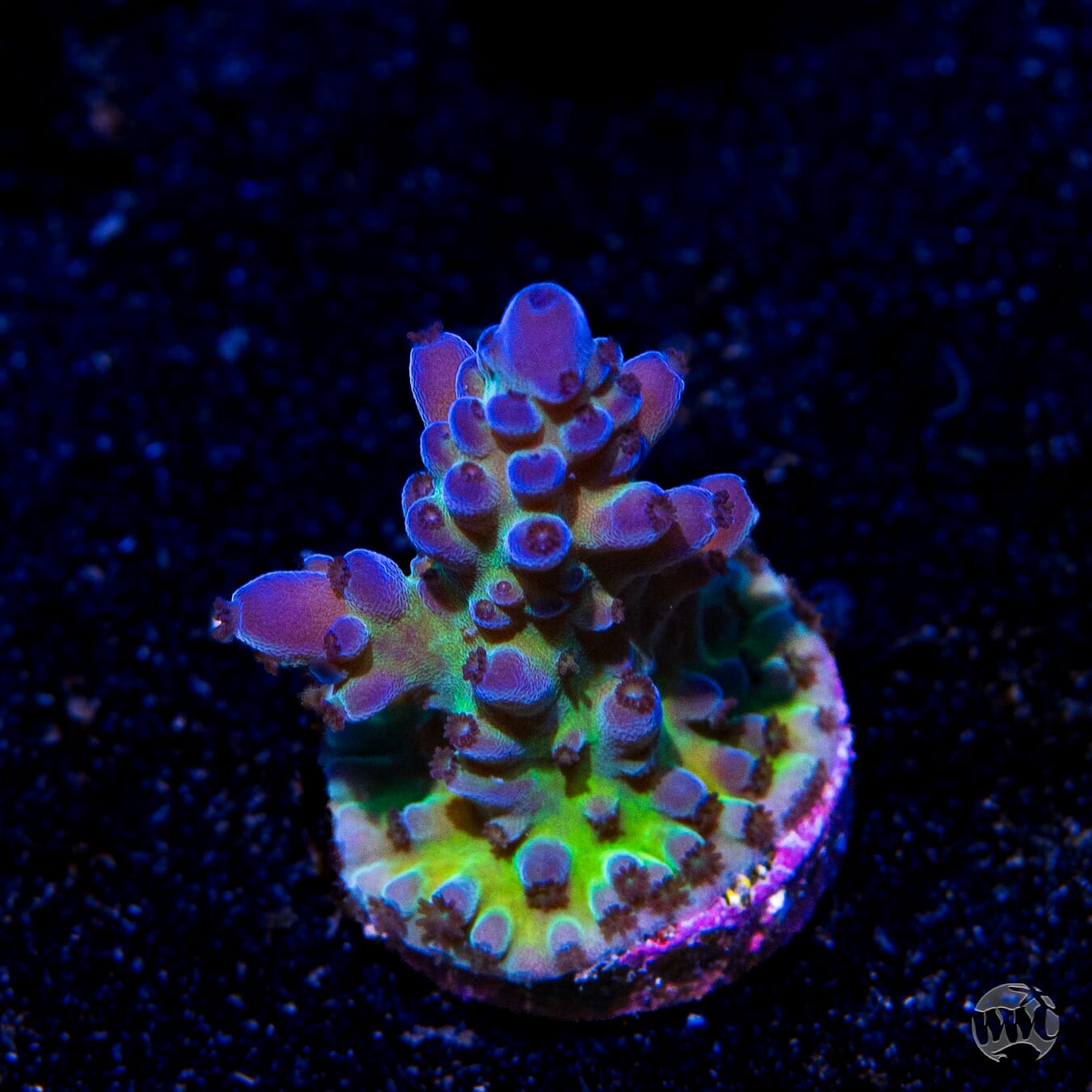 WWC Madman Austera Acropora - Daylight Photo