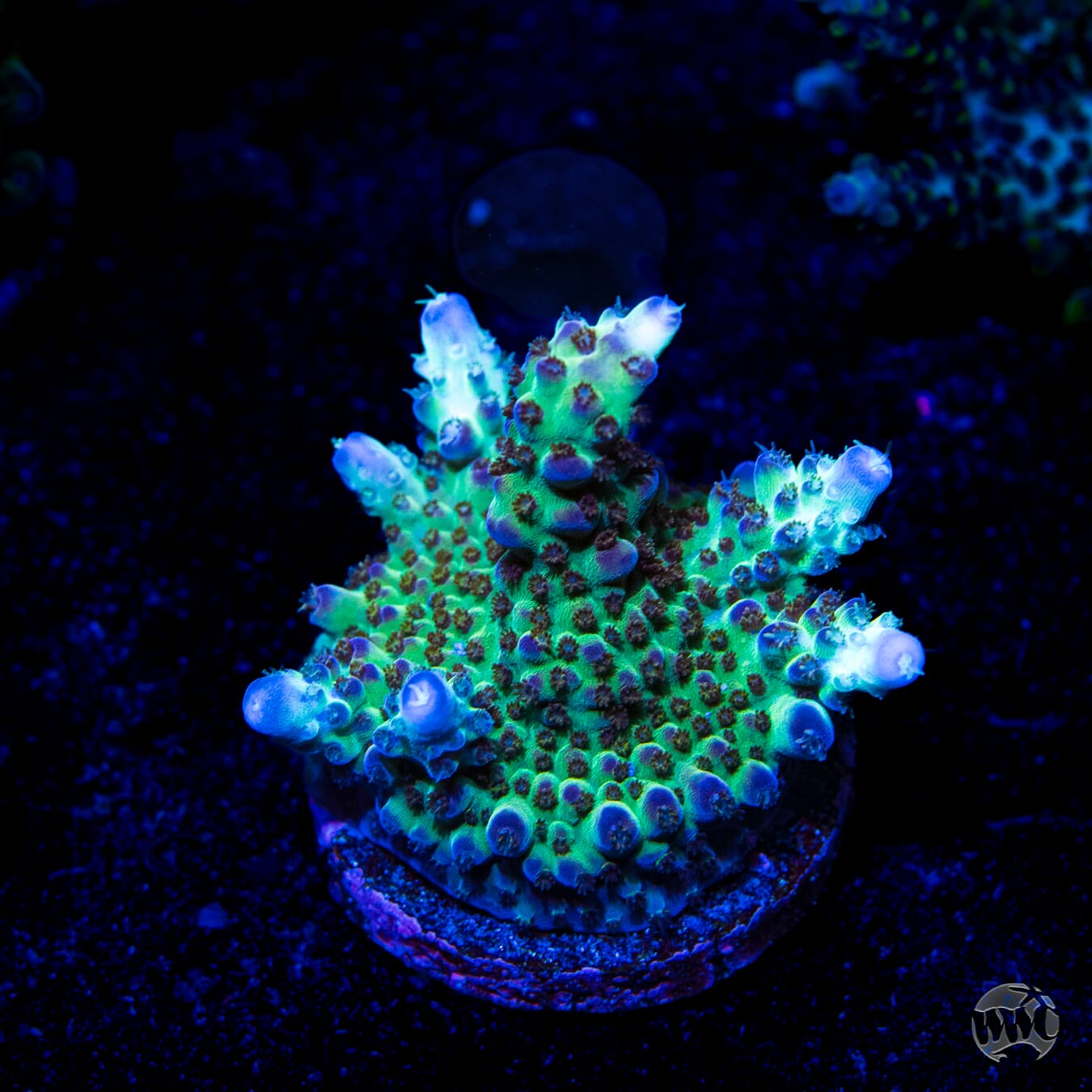 Bali Special Acropora - Daylight Photo