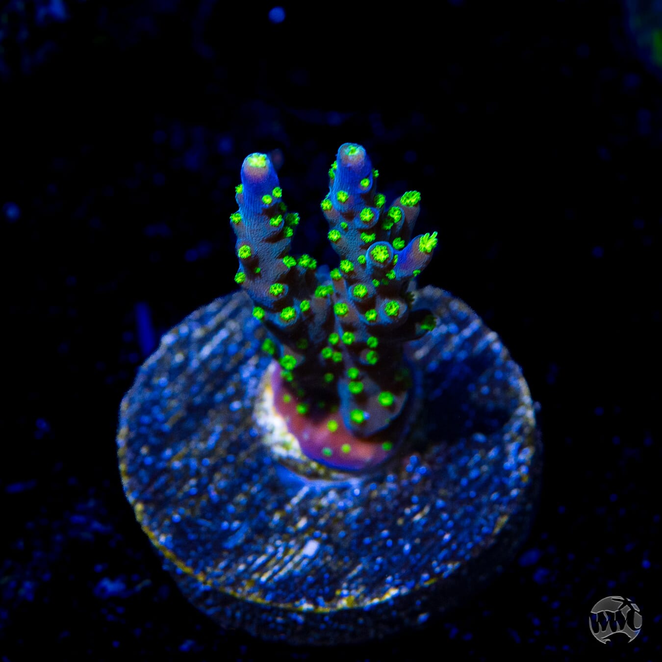 Garf Bonzai Acropora - Daylight Photo