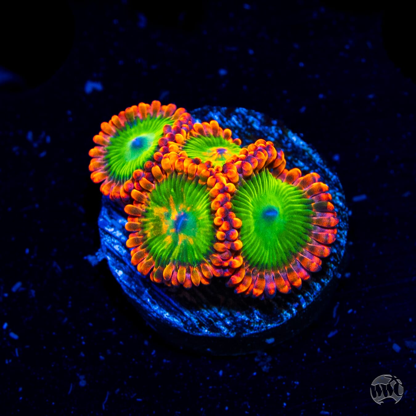 Oompa Loompa Zoanthids - Daylight Photo