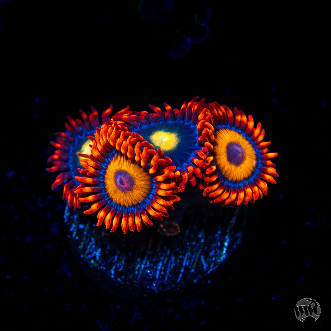 WWC Oxide and Mandarin Monster Combo Zoanthids - Daylight Photo