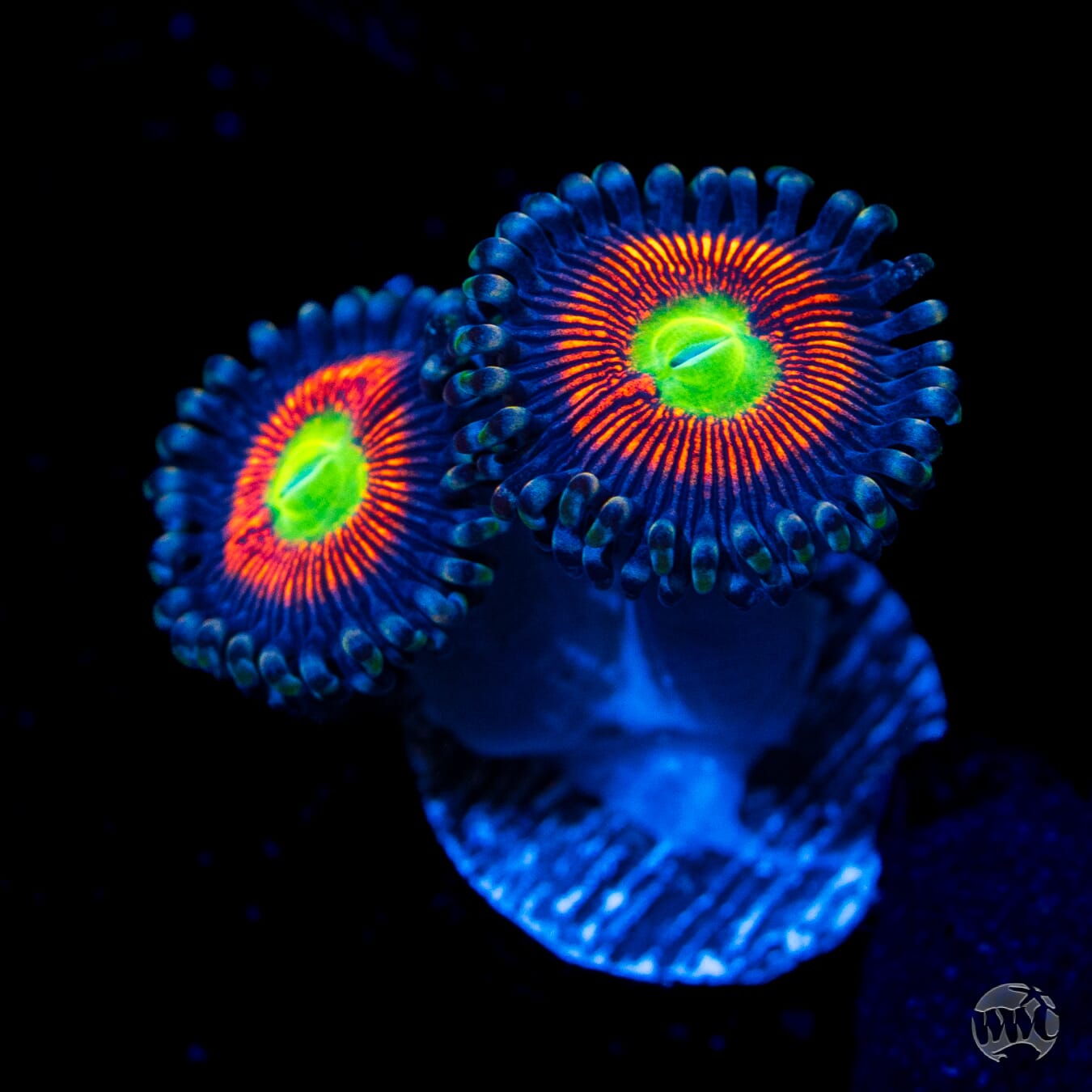 Everlasting Gobstopper Zoanthids - Daylight Photo