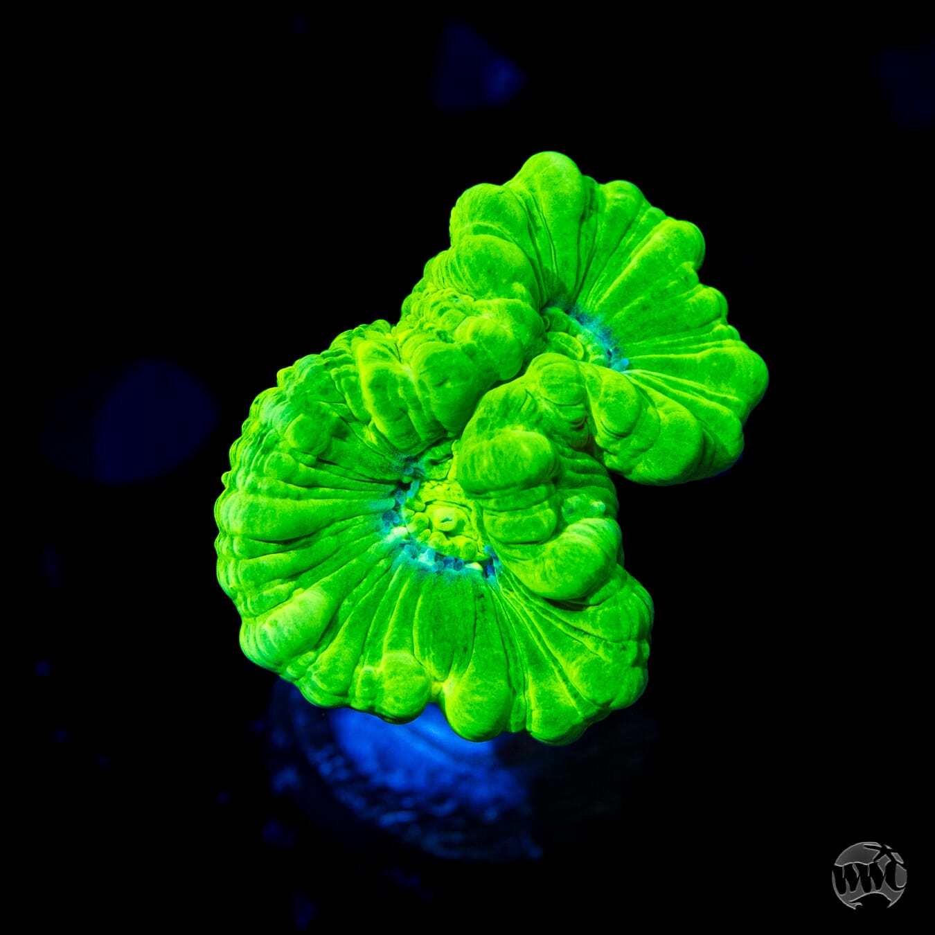 Kryptonite Candy Cane Coral - Daylight Photo